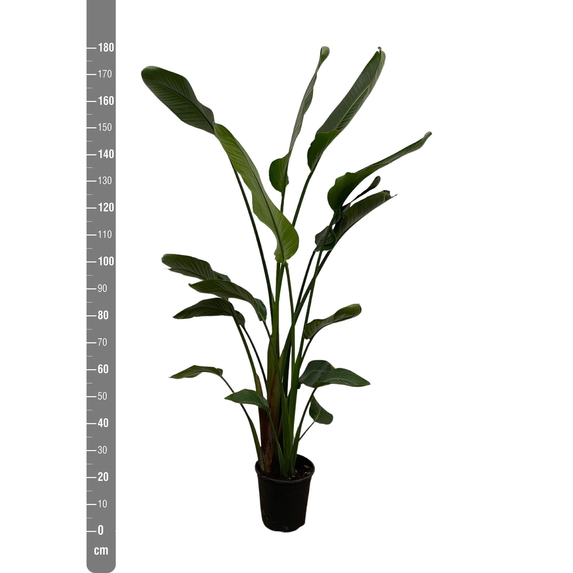 Strelitzia Nicolai - 180 cm - ⌀27