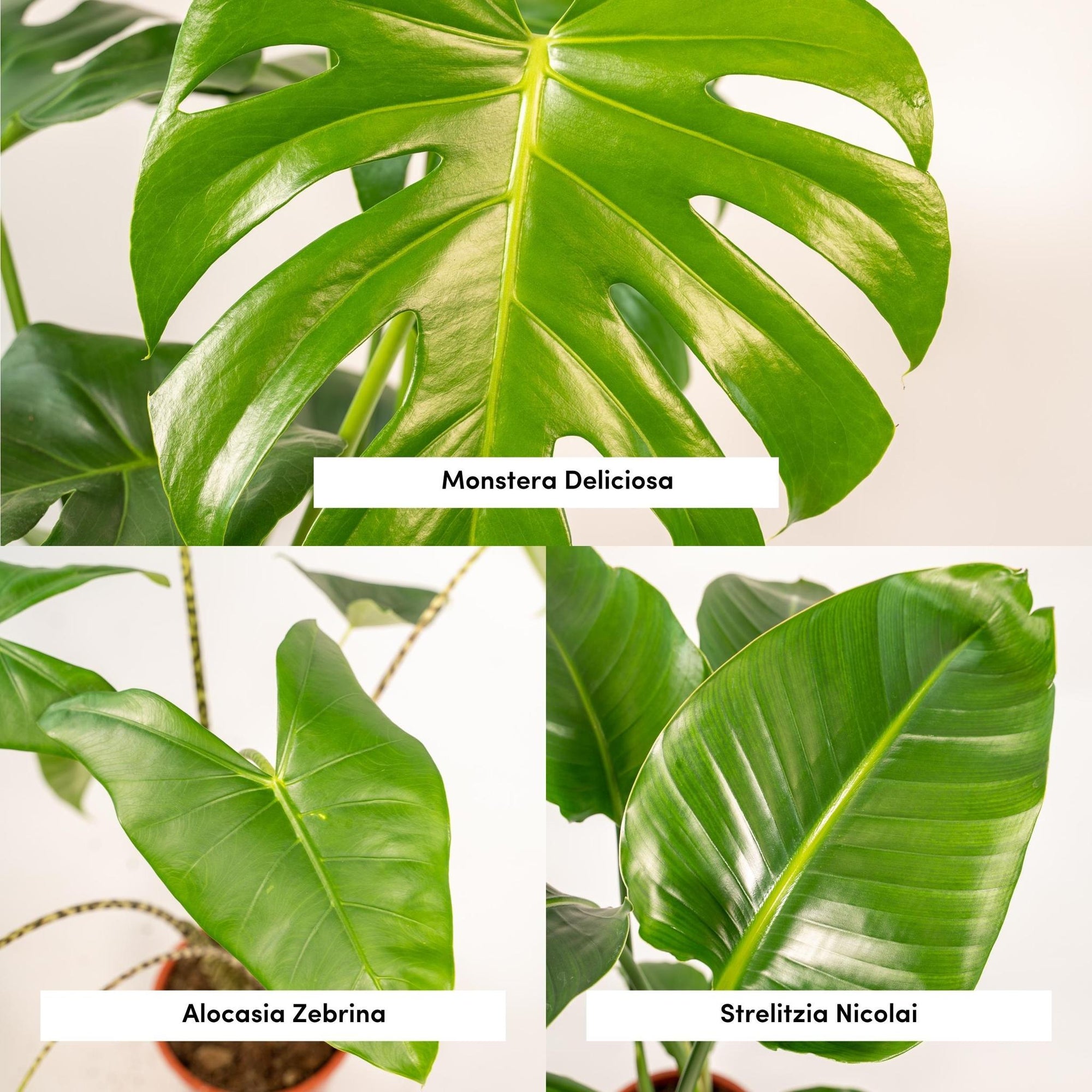 Monstera Deliciosa - ↨75cm - Ø21cm + Alocasia Zebrina - ↨75cm - Ø19cm + Strelitzia Nicolai - ↨85cm - Ø19cm