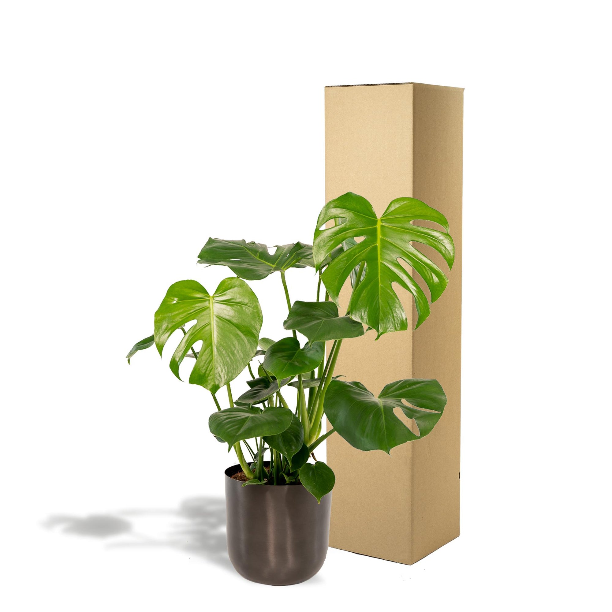 Monstera Deliciosa- ↨80cm - Ø21cm + Pot Mayk Lead