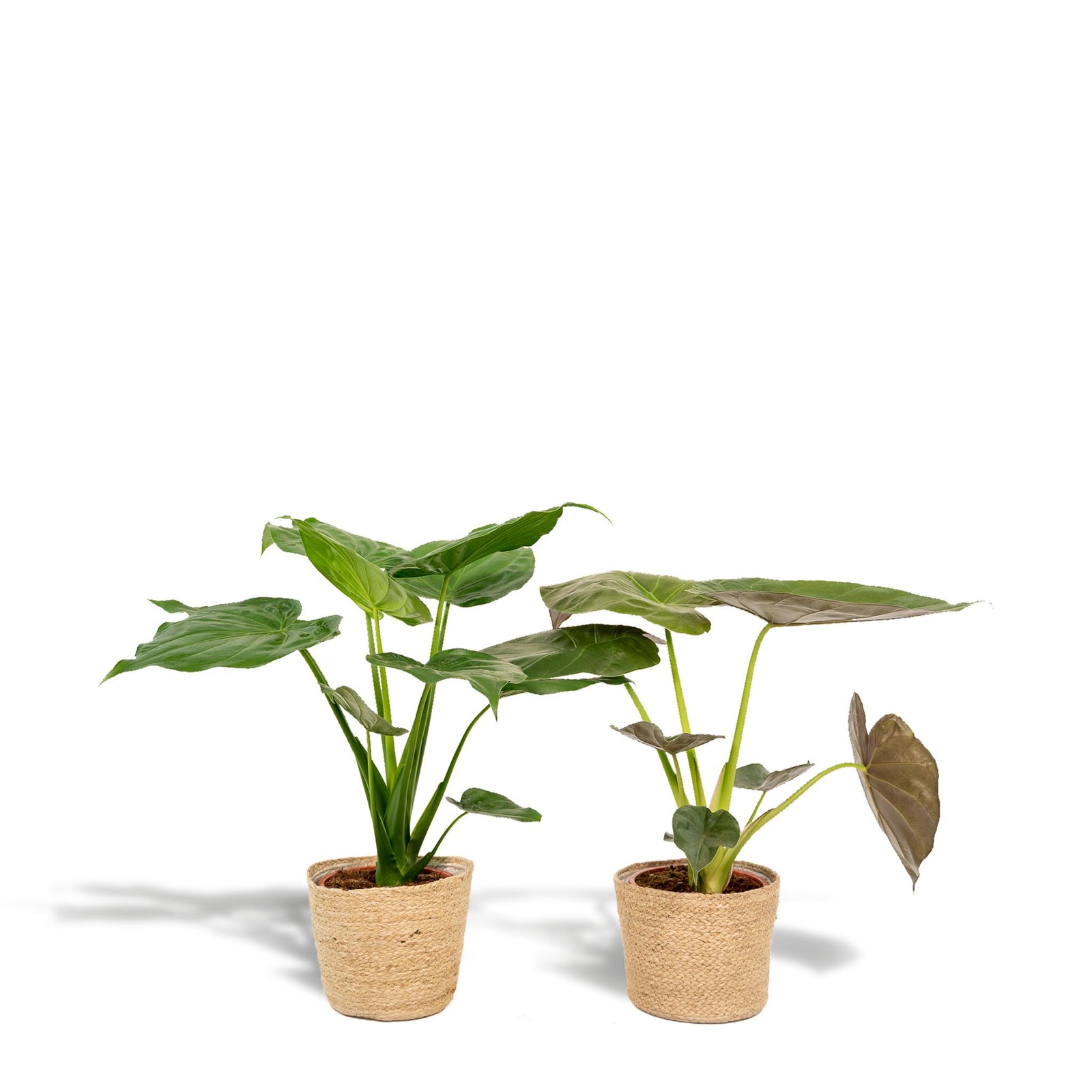 Alocasia Cucullata - ↨60cm - Ø19cm + Alocasia Wentii - ↨60cm - Ø19cm + Incl. Mand Selin