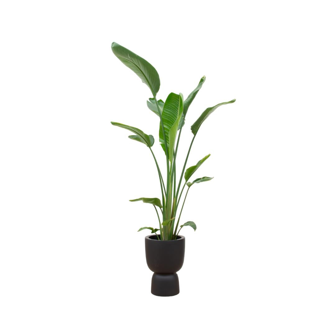 Combi deal - Strelitzia Augusta multi stam inclusief elho Pure Coupe zwart Ø35 - 210 cm