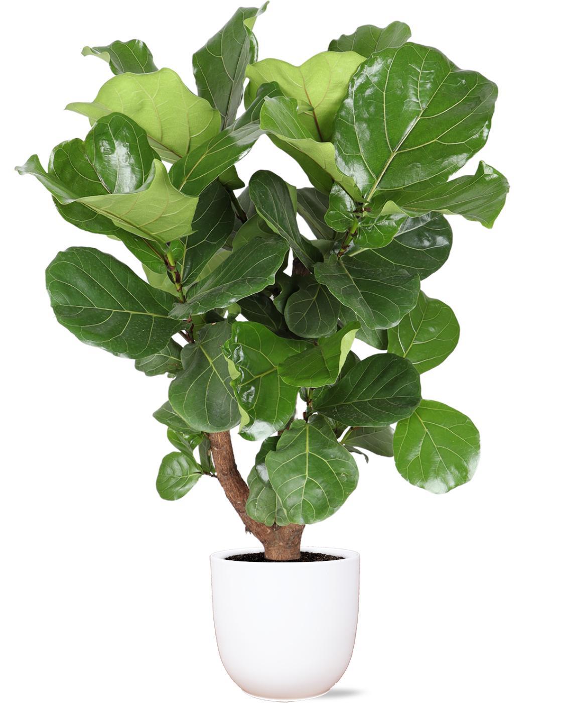 Ficus Lyrata (vertakt) Ø27cm ↕130cm in Boule WIT pot