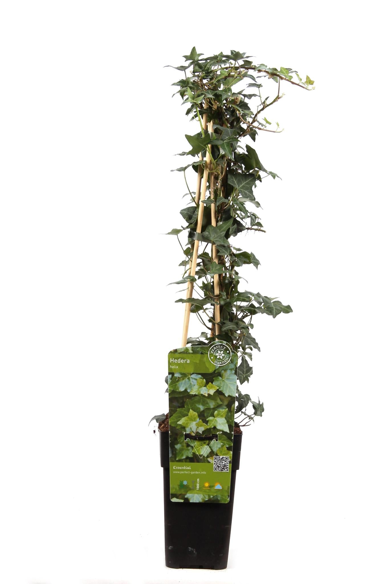 Hedera helix - ↨65cm - Ø15