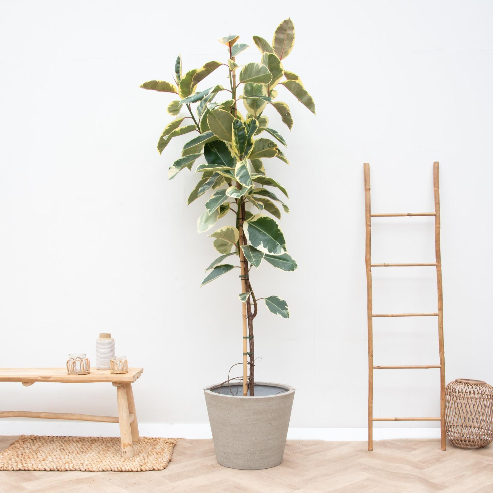 Ficus Tineke Op Stam - 220cm - ø30