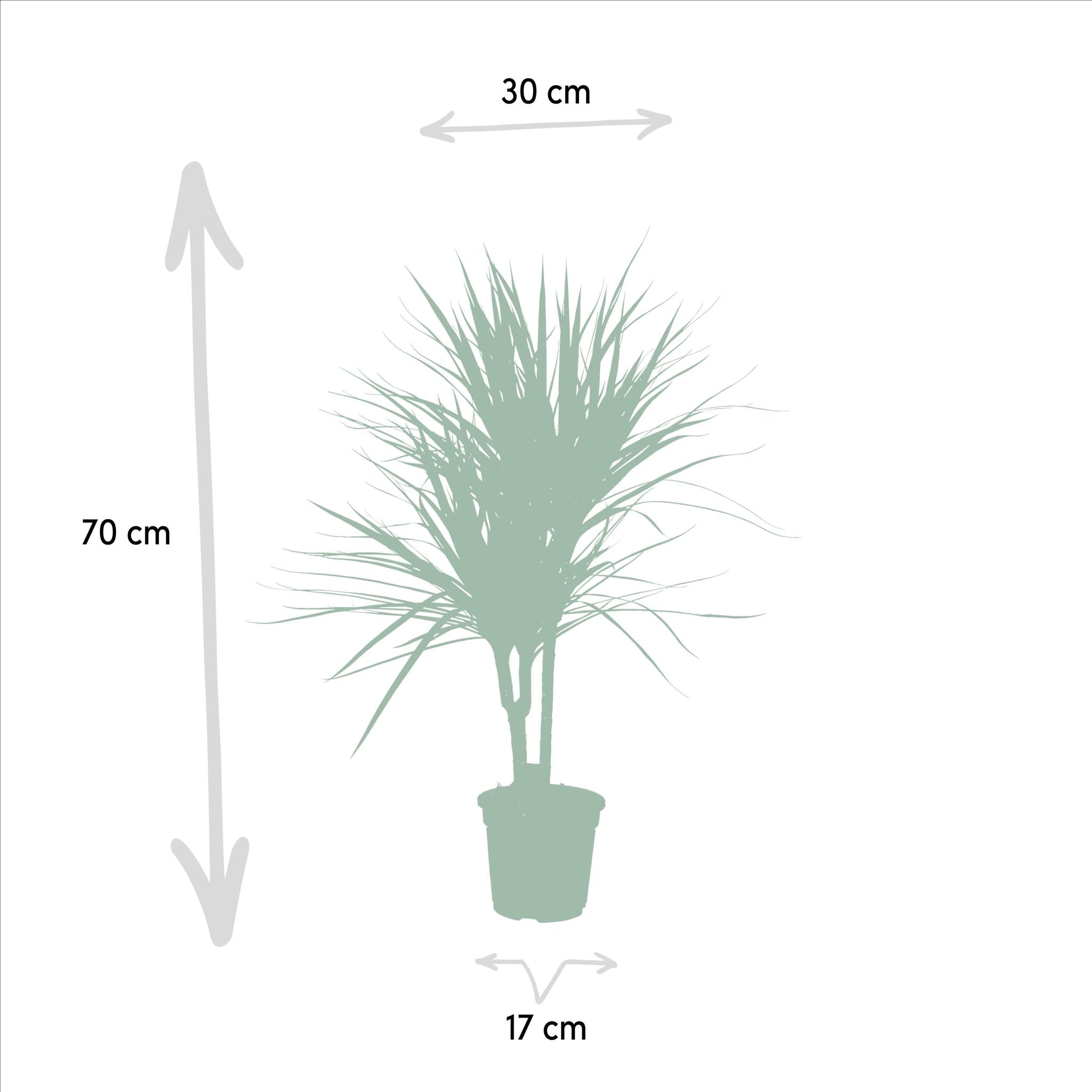 Dracaena Marginata - ↨90cm - Ø17cm