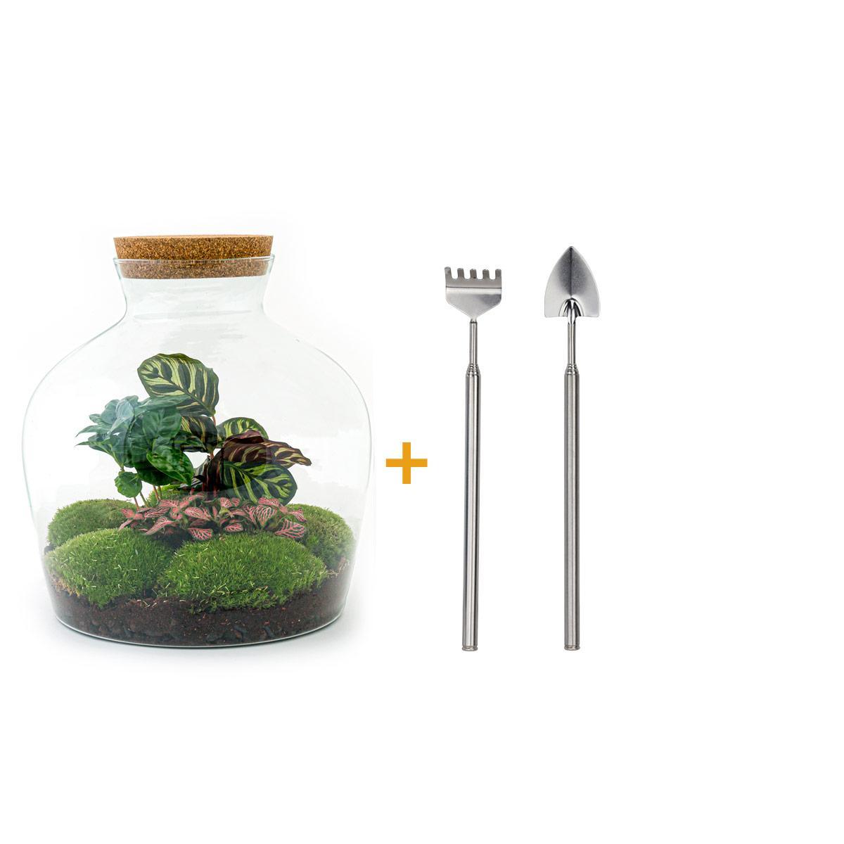 DIY terrarium - Fat Joe Coffea - ↑ 30 cm