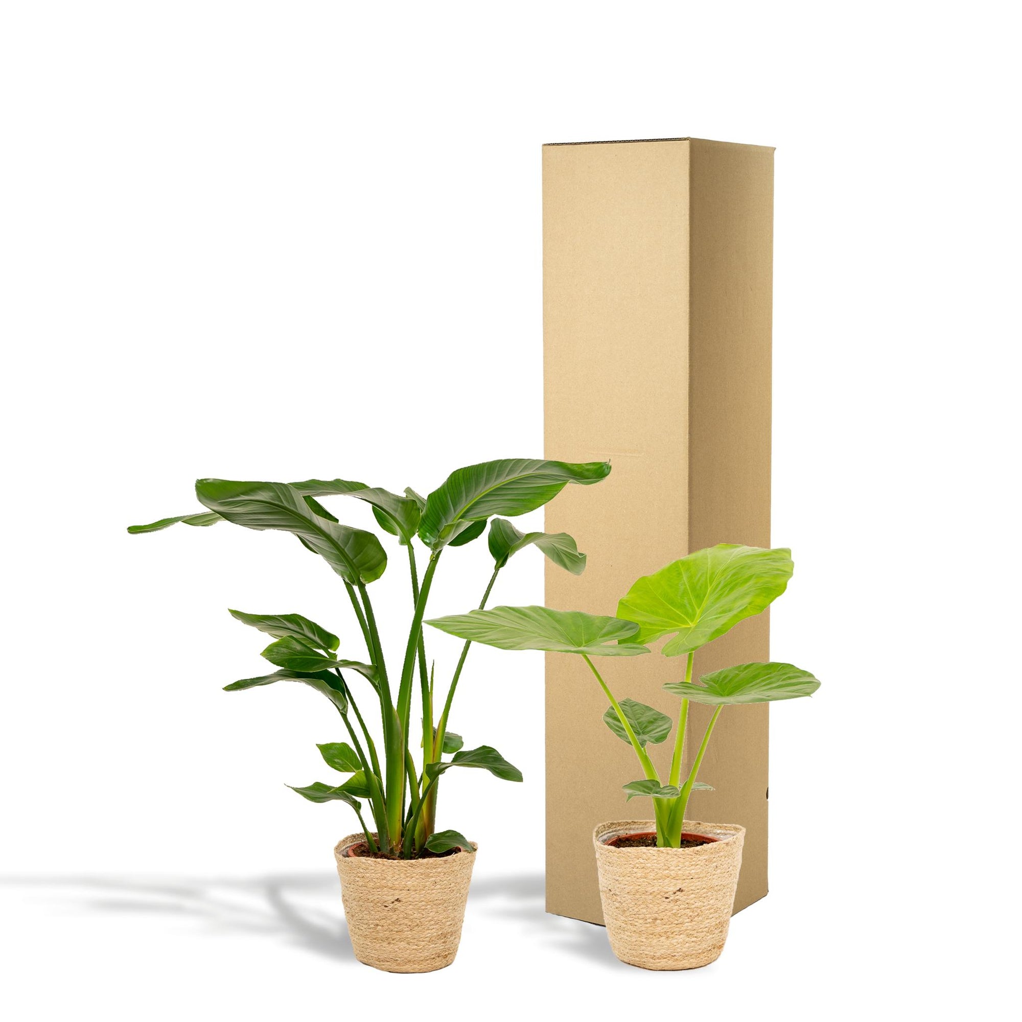 Strelitzia Nicolai - ↨85cm - Ø19cm + Alocasia Macrorrhiza - ↨70cm - Ø19cm + Incl. Mand Selin