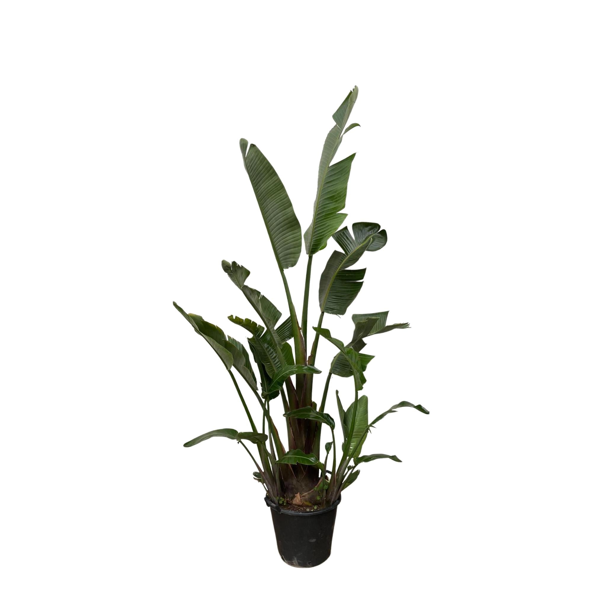 Strelitzia Augusta - 250cm - ⌀45