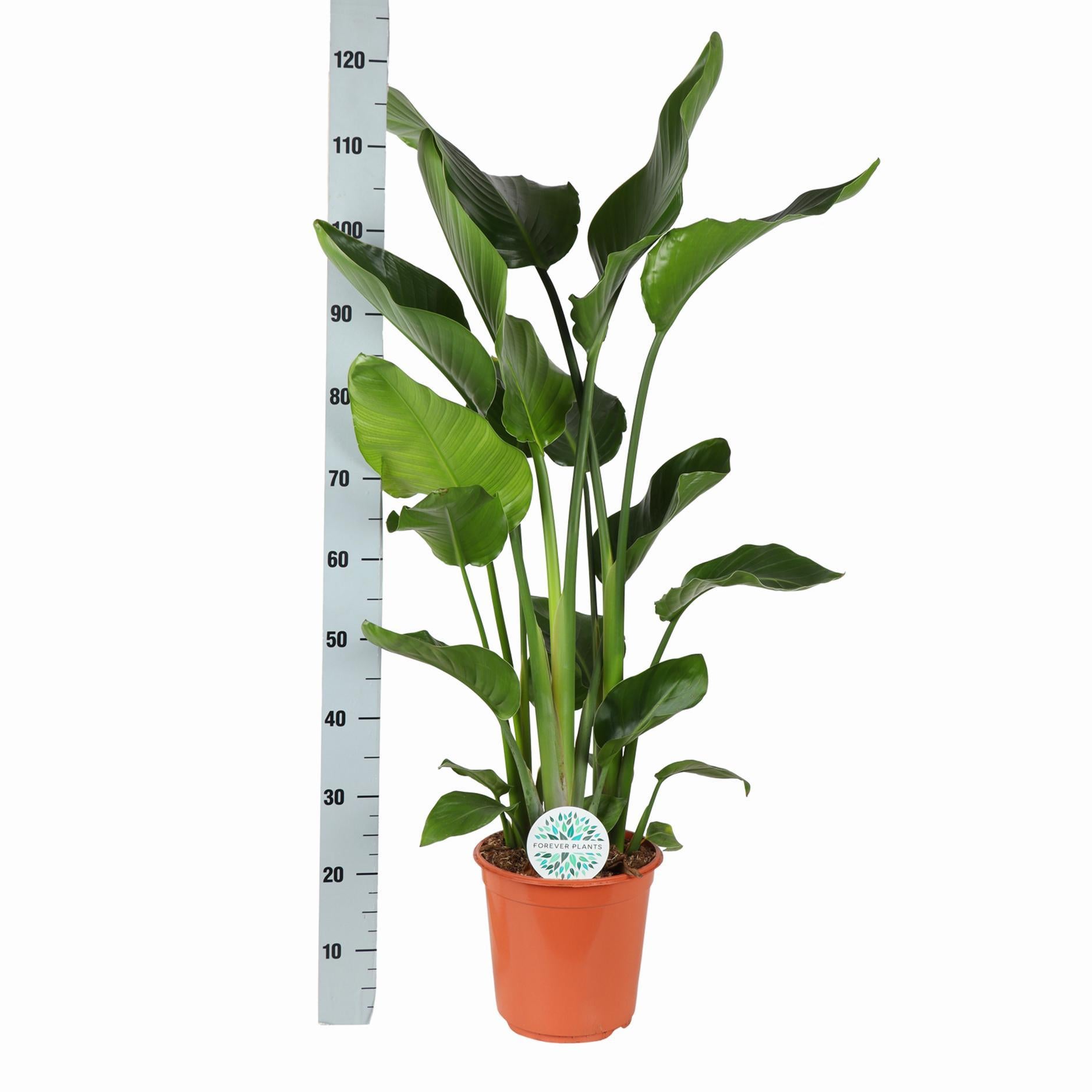 Strelitzia Nicolai Ø24cm ↕120cm in Era ANTRACIET pot