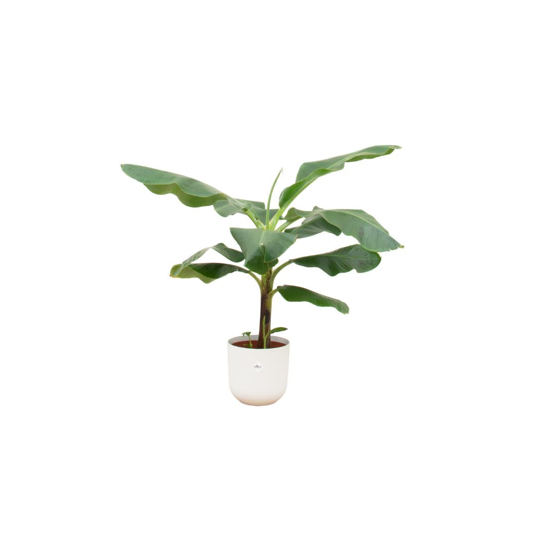 Combi deal - Bananenplant (Musa) inclusief elho Jazz Round wit Ø23 - 100 cm