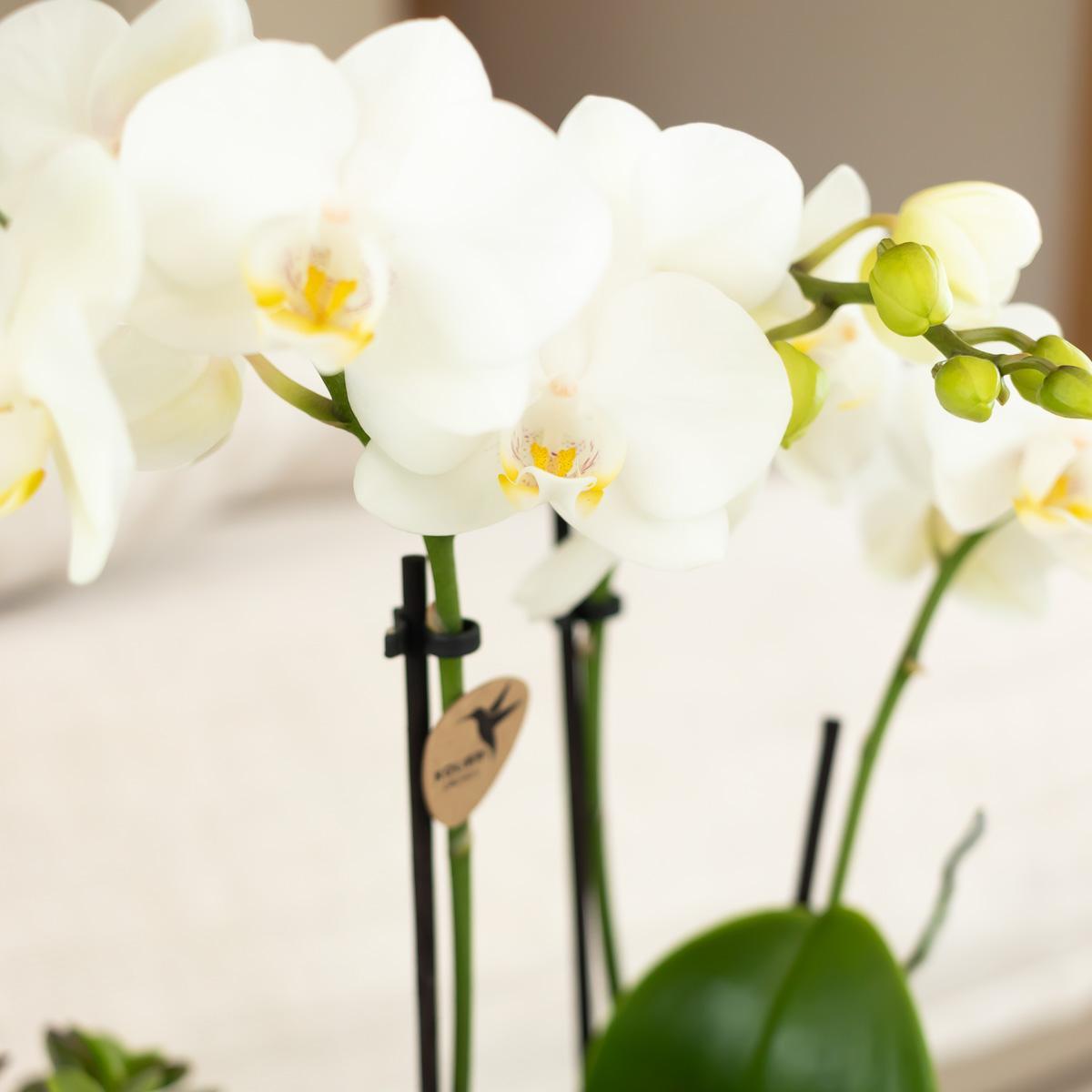 Kolibri Orchids | witte Phalaenopsis orchidee - Amabilis - potmaat Ø9cm - 35cm hoog | bloeiende kamerplant - vers van de kweker