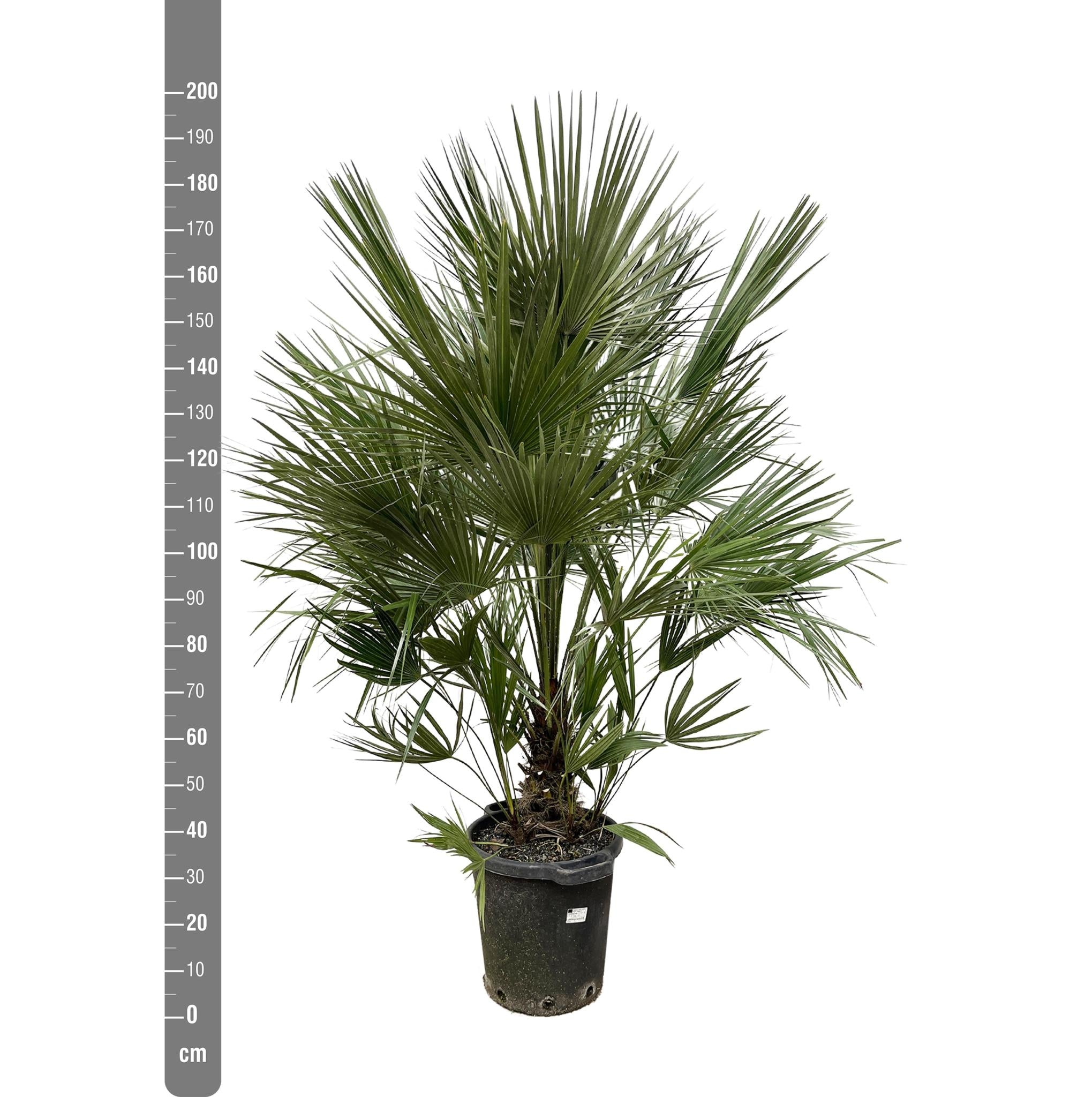 Chamaerops Humilis struik - 200 cm - ø40