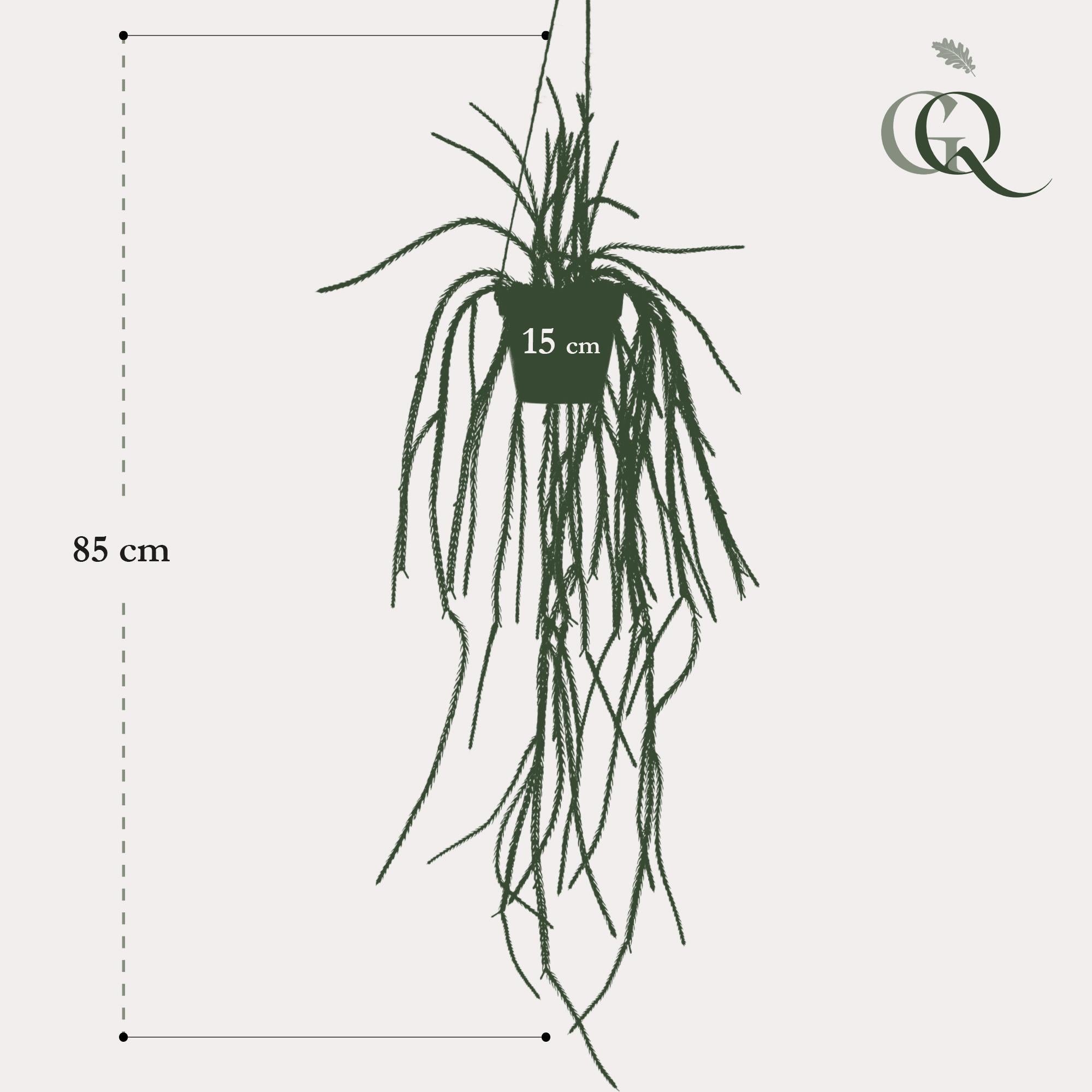 Kunstplant - Rhypsalis - Koraalcactus - 85 cm