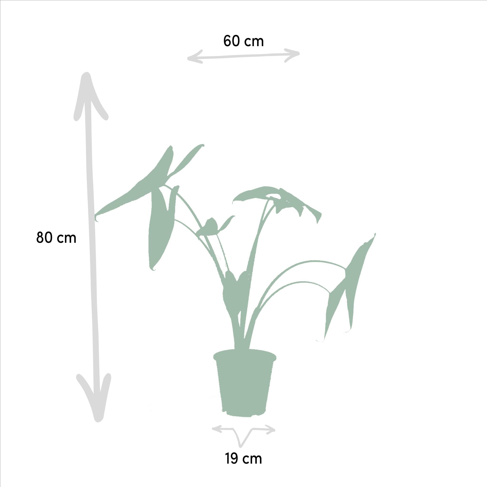 Monstera Deliciosa - ↨75cm - Ø21cm + Alocasia Zebrina - ↨75cm - Ø19cm + Strelitzia Nicolai - ↨85cm - Ø19cm