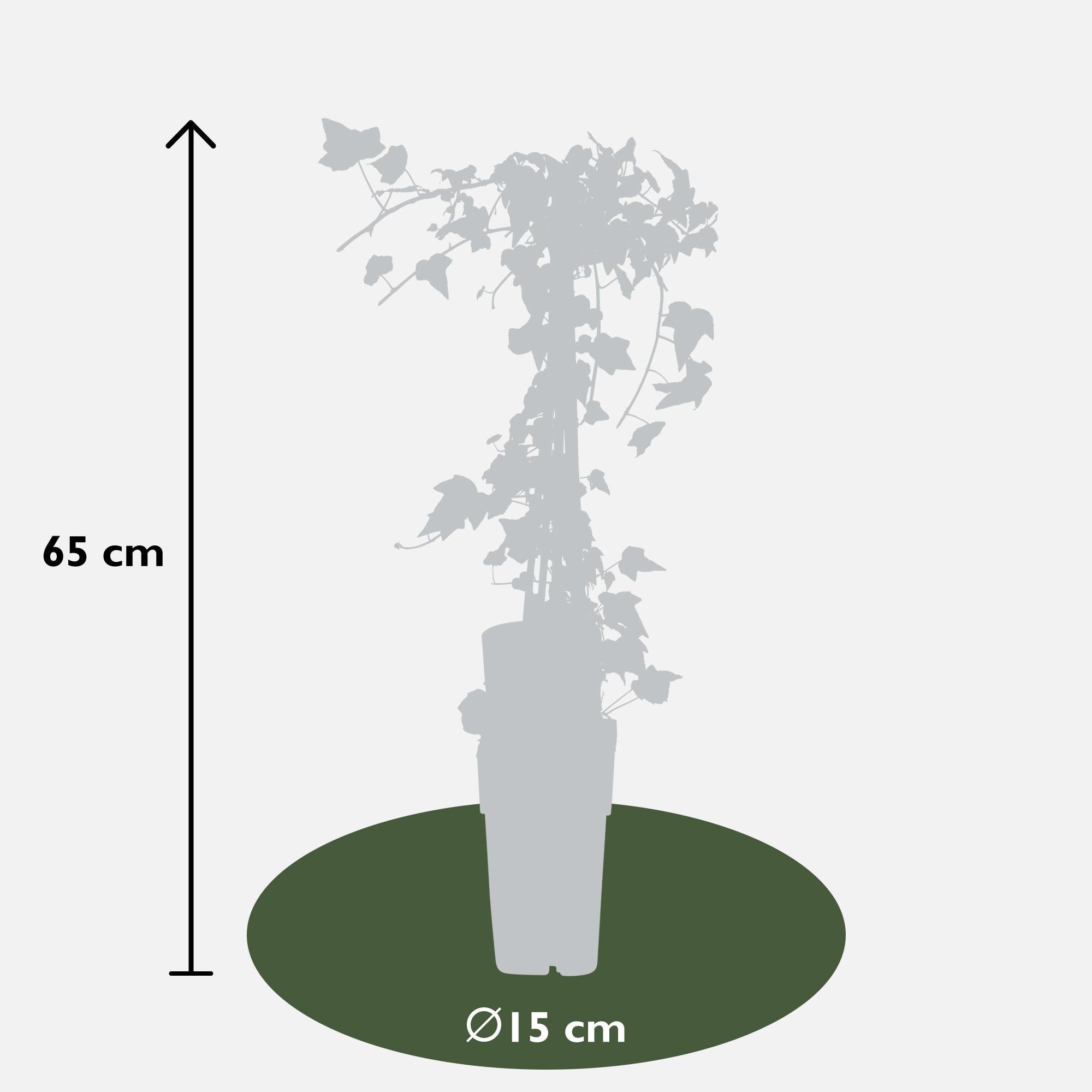 Hedera helix 'Goldheart' - ↨65cm - Ø15