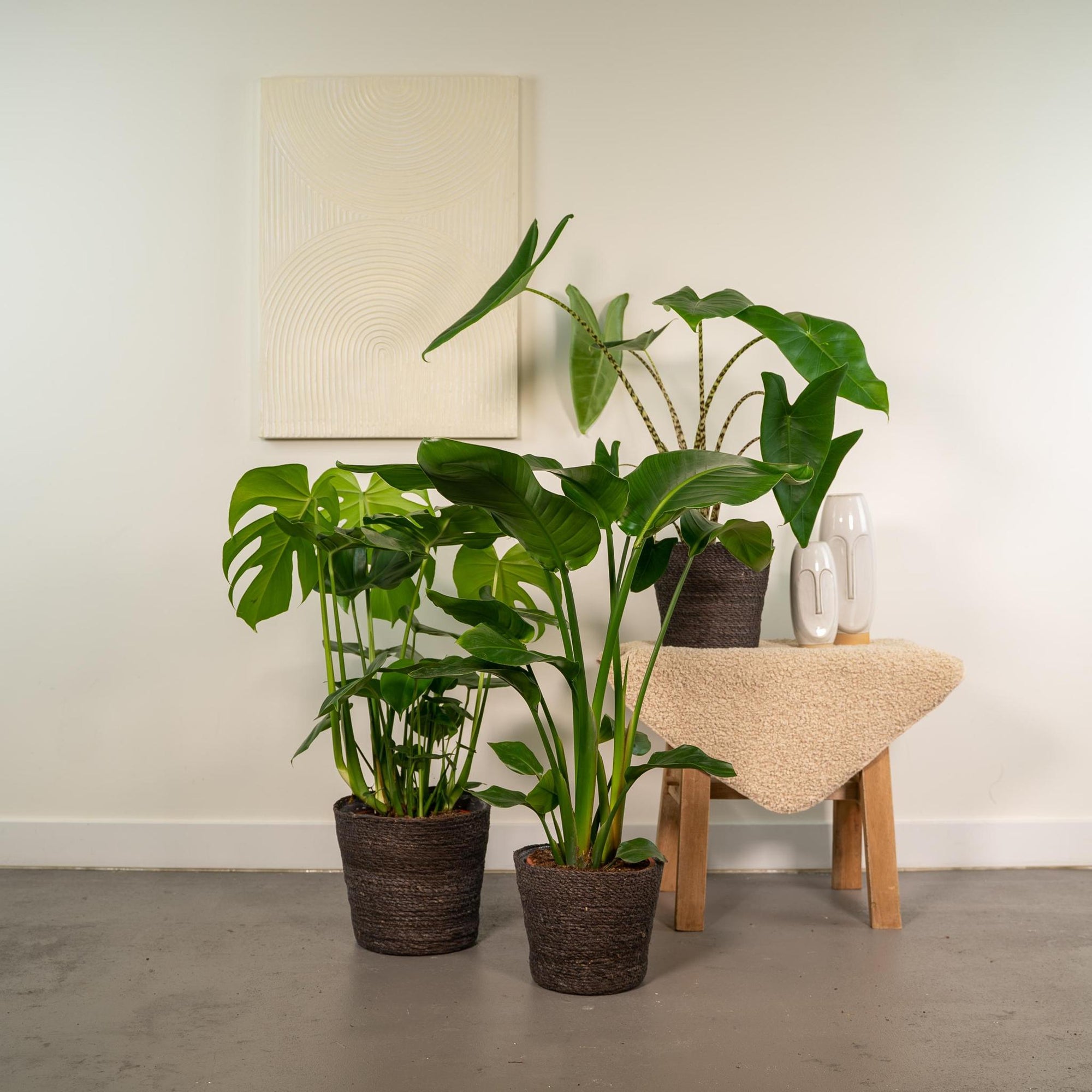 Monstera Deliciosa - ↨75cm - Ø21cm + Alocasia Zebrina - ↨75cm - Ø19cm + Strelitzia Nicolai - ↨85cm - Ø19cm