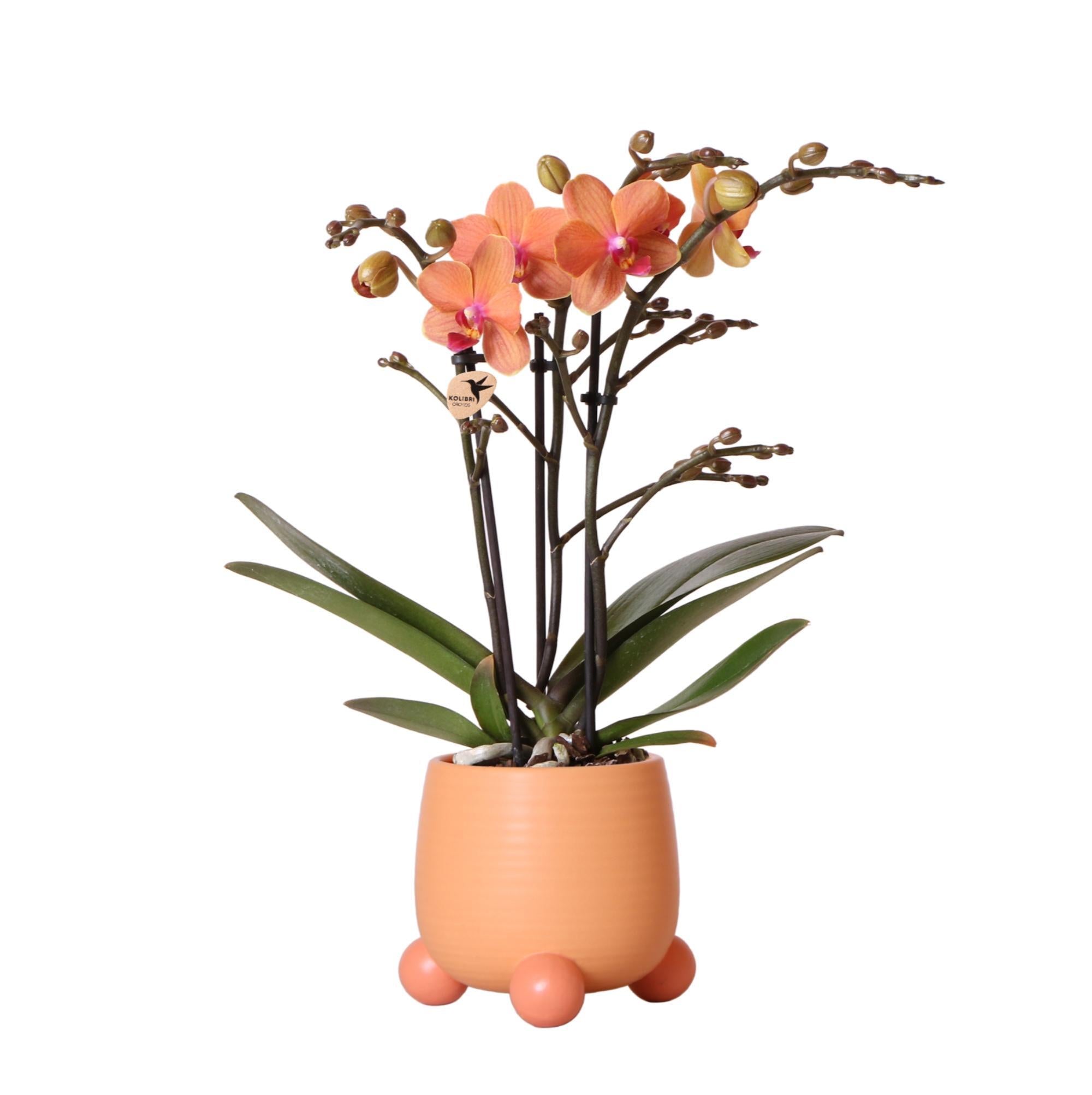 Kolibri Orchids | Oranje Phalaenopsis orchidee - Mineral Bolzano + Rolling peach - potmaat Ø9cm | bloeiende kamerplant - vers van de kweker