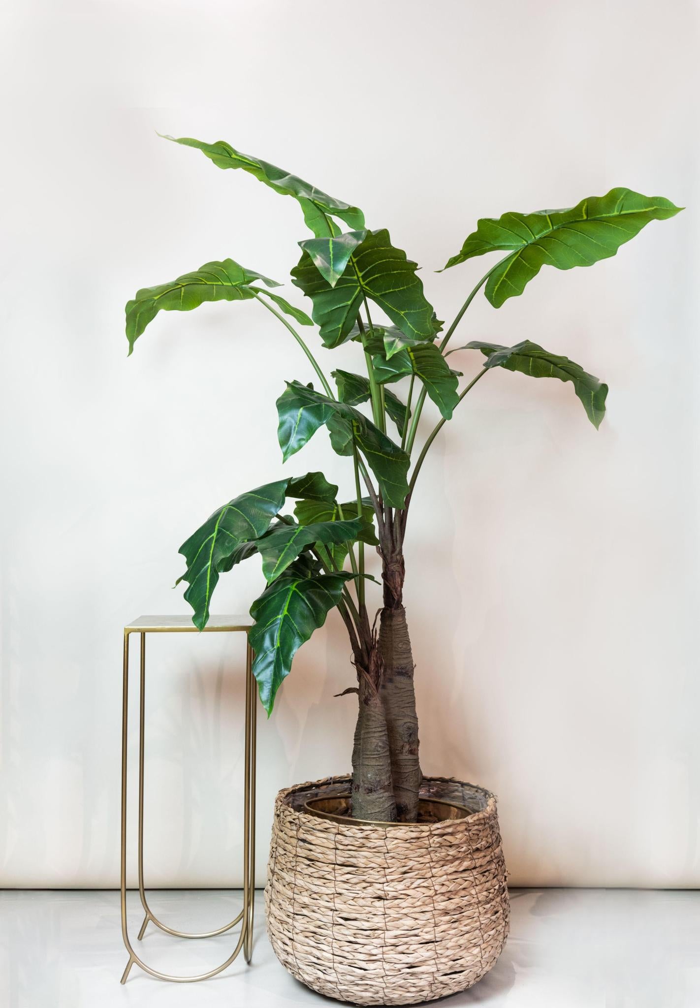 Kunstplant - Alocasia - Olifantsoor - 180 cm