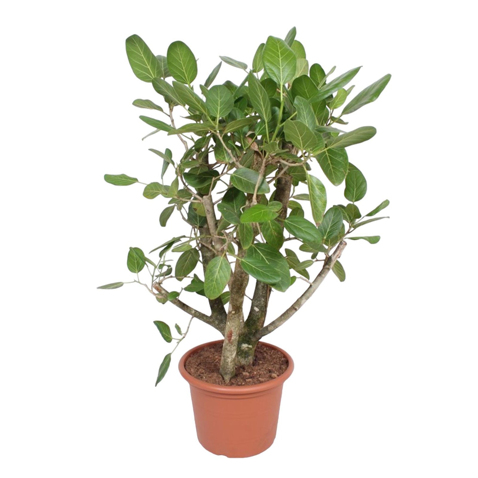 Ficus Benghalensis vertakt - 140 cm - ø40