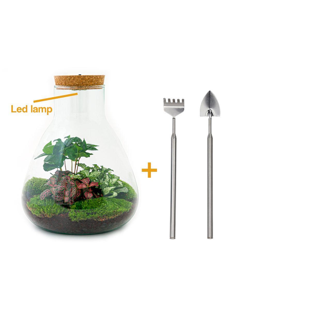 DIY terrarium - Sam Coffea met lamp - ↑ 30 cm + Rake + Shovel