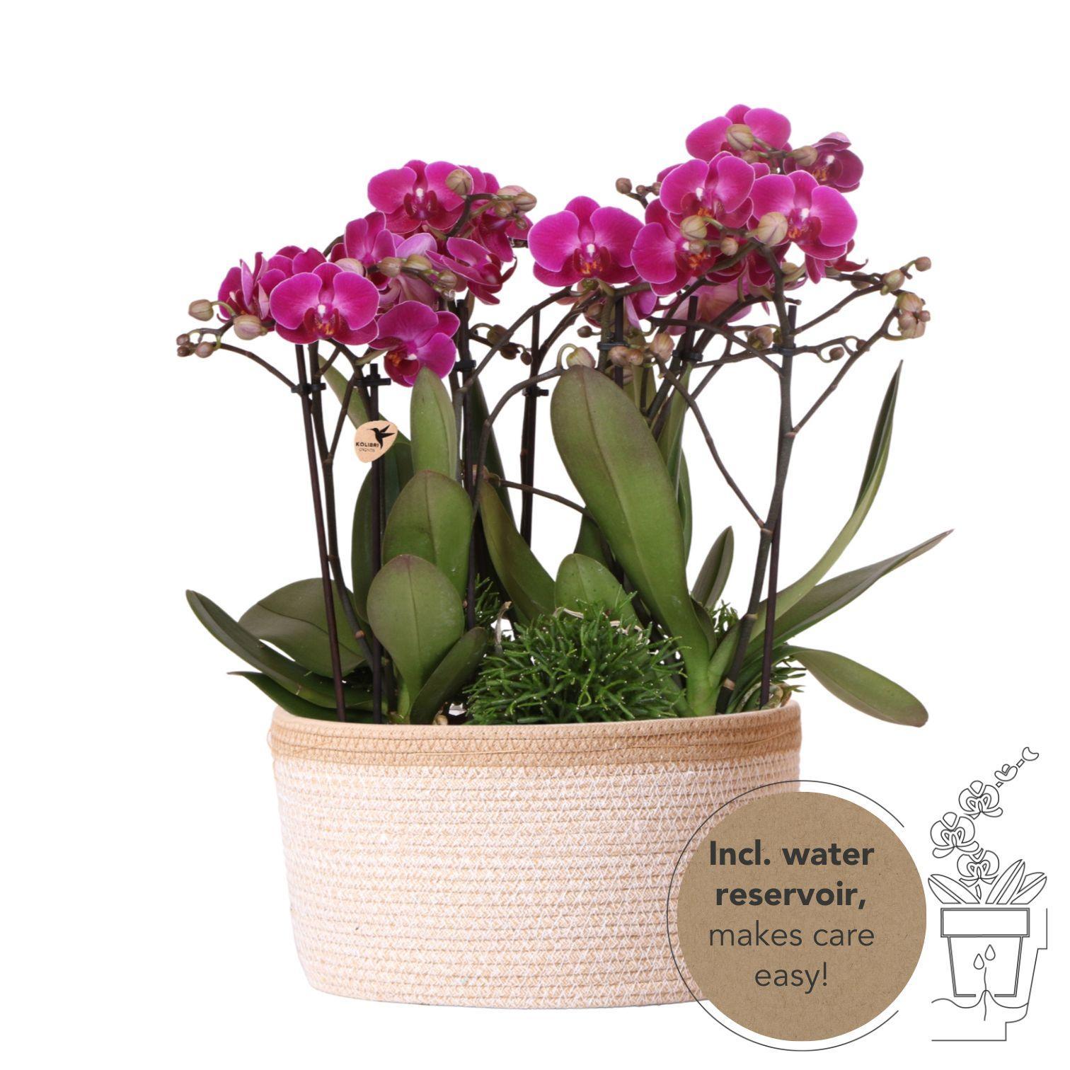 Kolibri Orchids | paarse plantenset in Cotton Basket incl. waterreservoir | drie paarse orchideeën Morelia 9cm en drie groene planten Rhipsalis | Jungle Bouquet paars met zelfvoorzienend waterreservoir