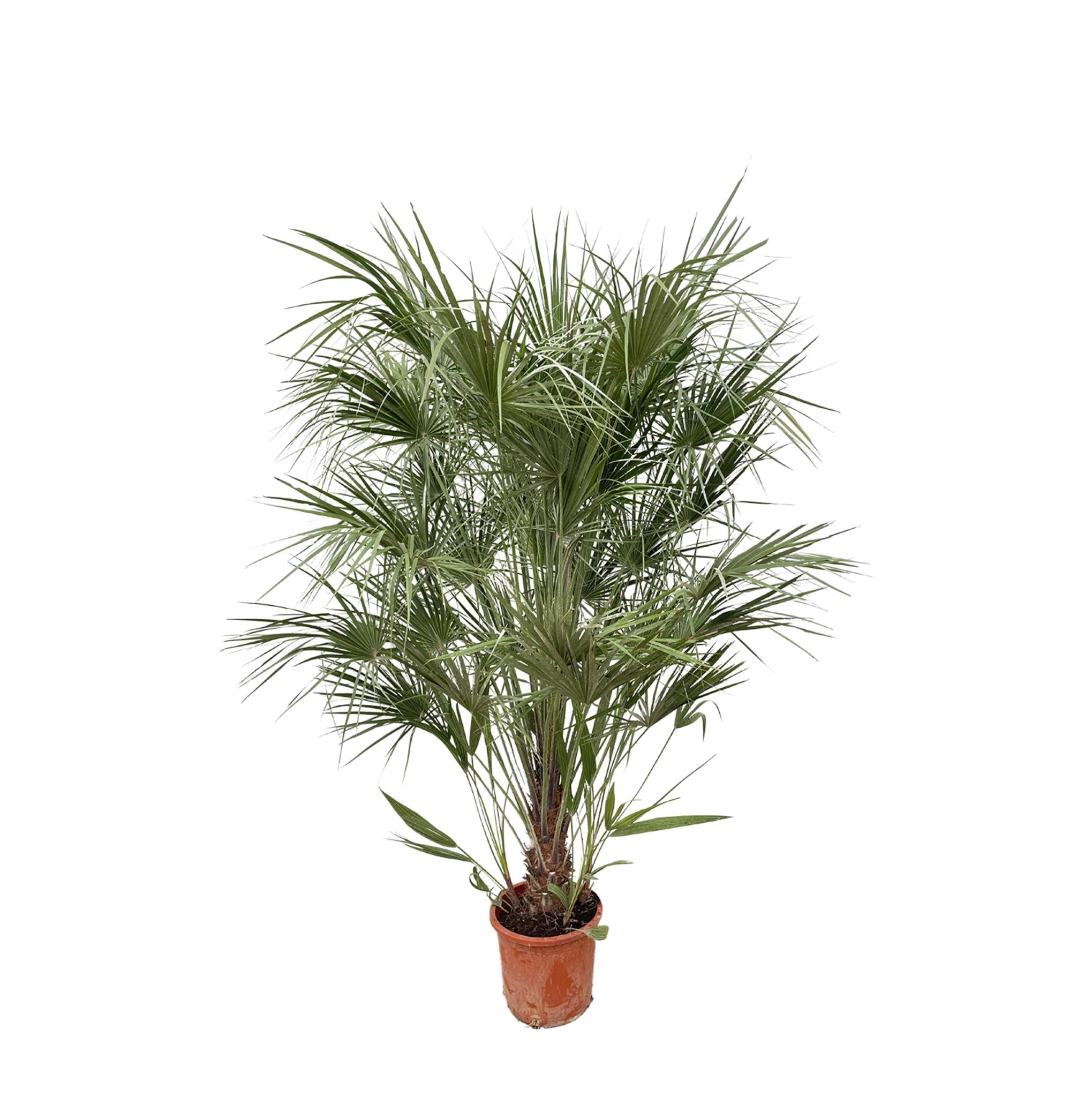 Chamaerops Humilis struik - 180cm- Ø30