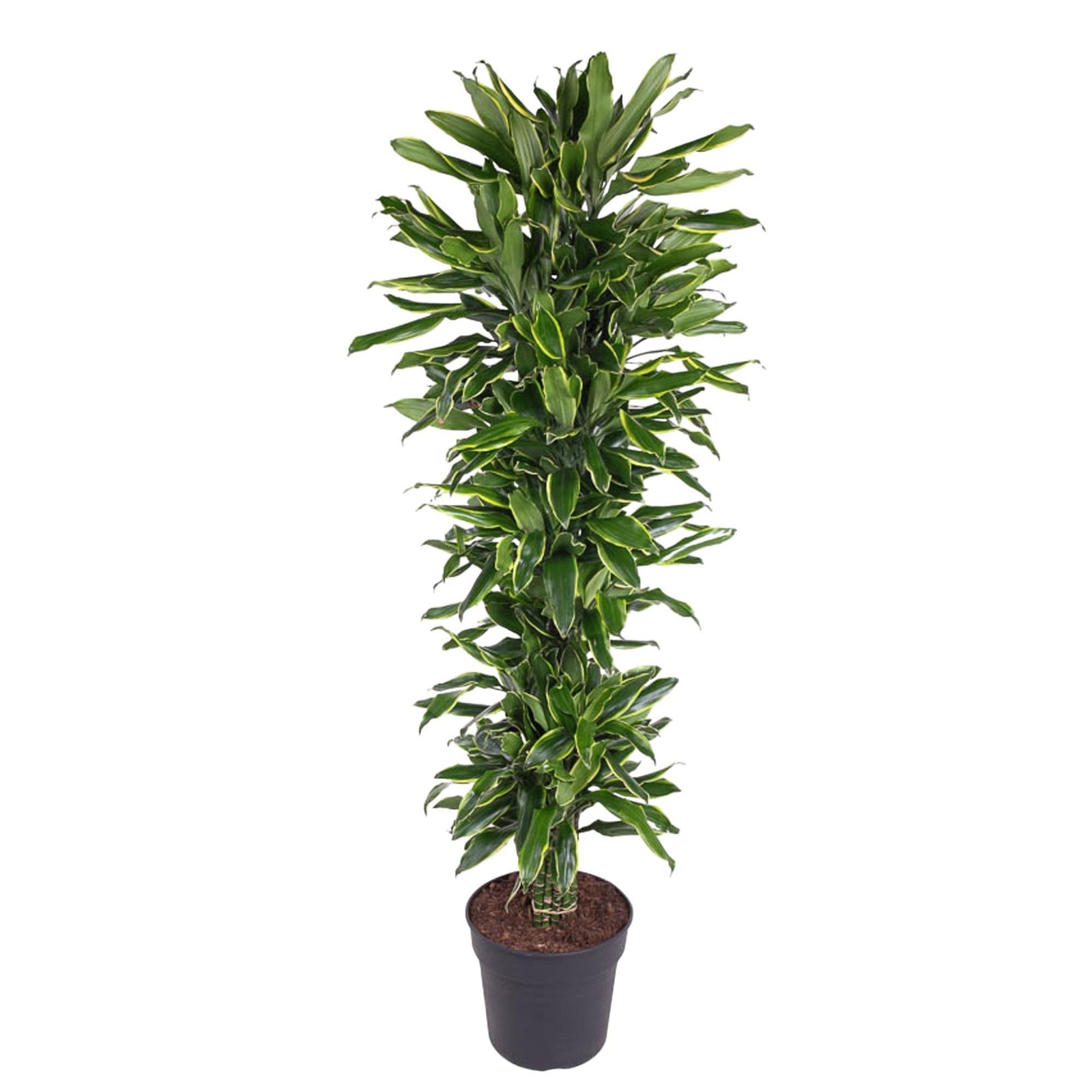 Dracaena Golden Coast vertakt - 170 cm - ø34