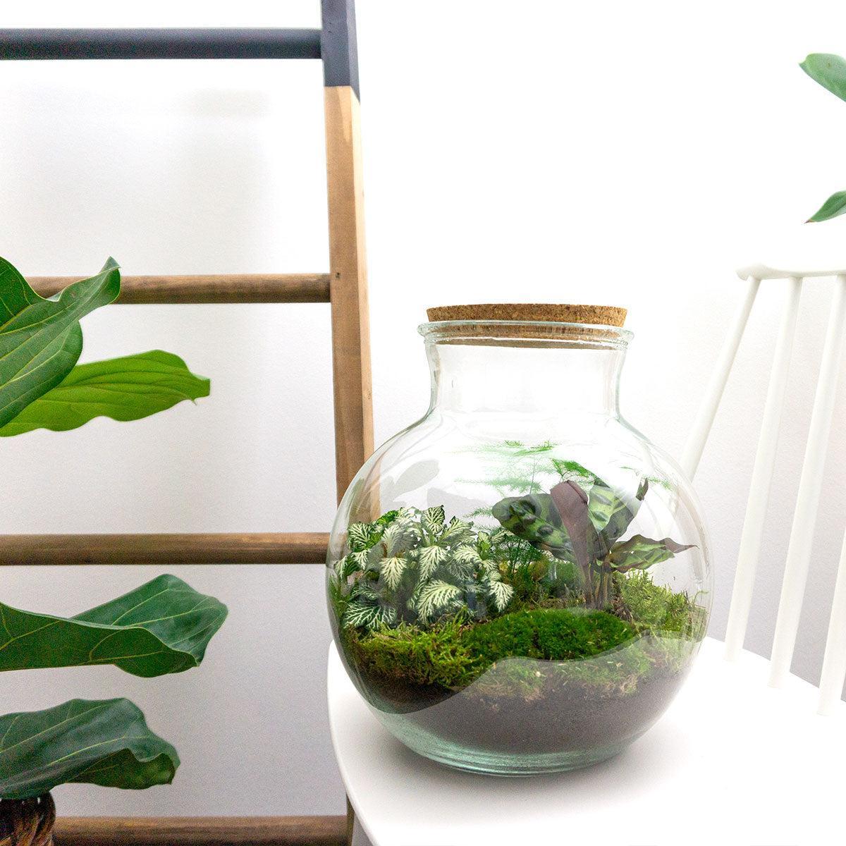 DIY terrarium - Teddy - ↑ 26,5 cm