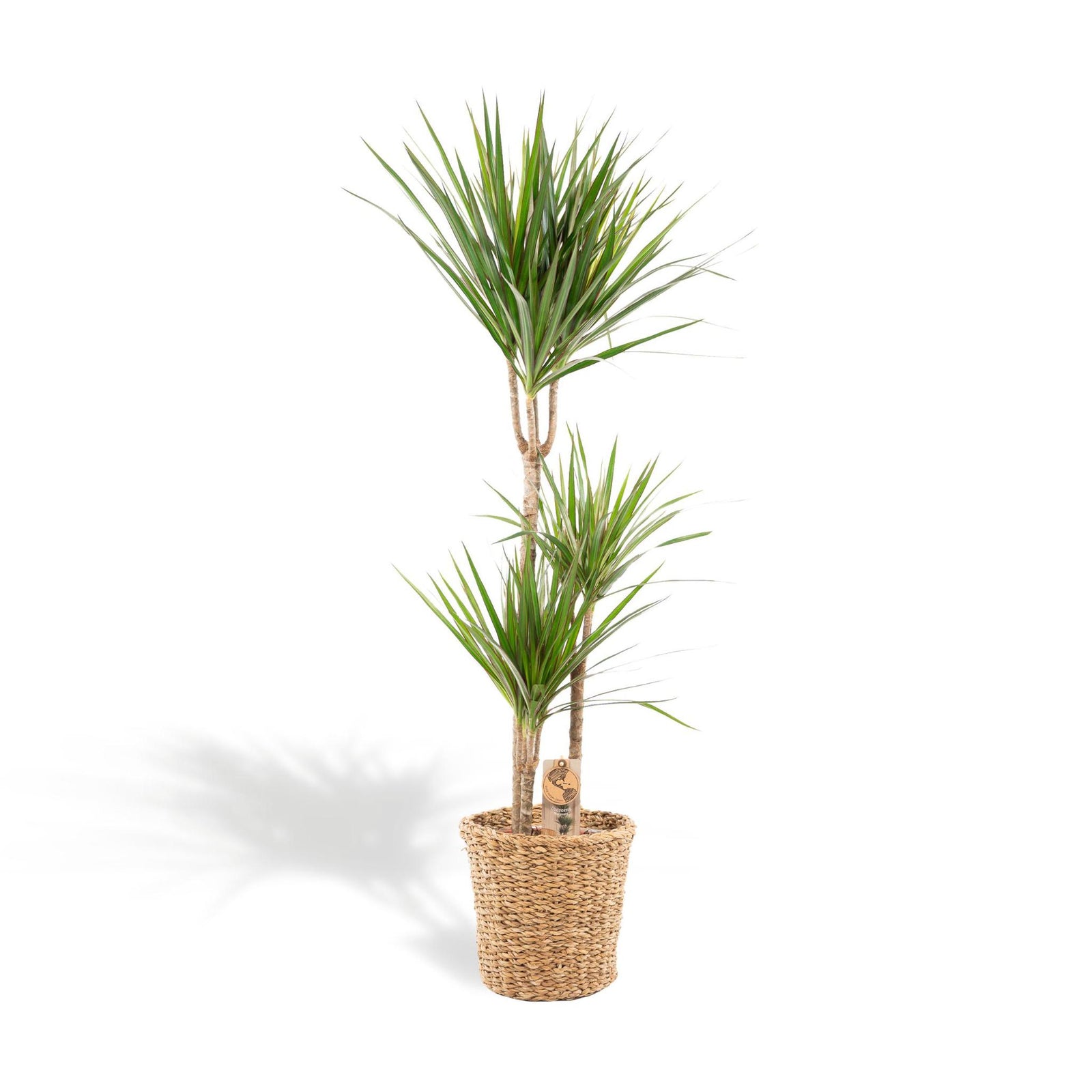 Dracaena met mand - ↨120cm - Ø21cm