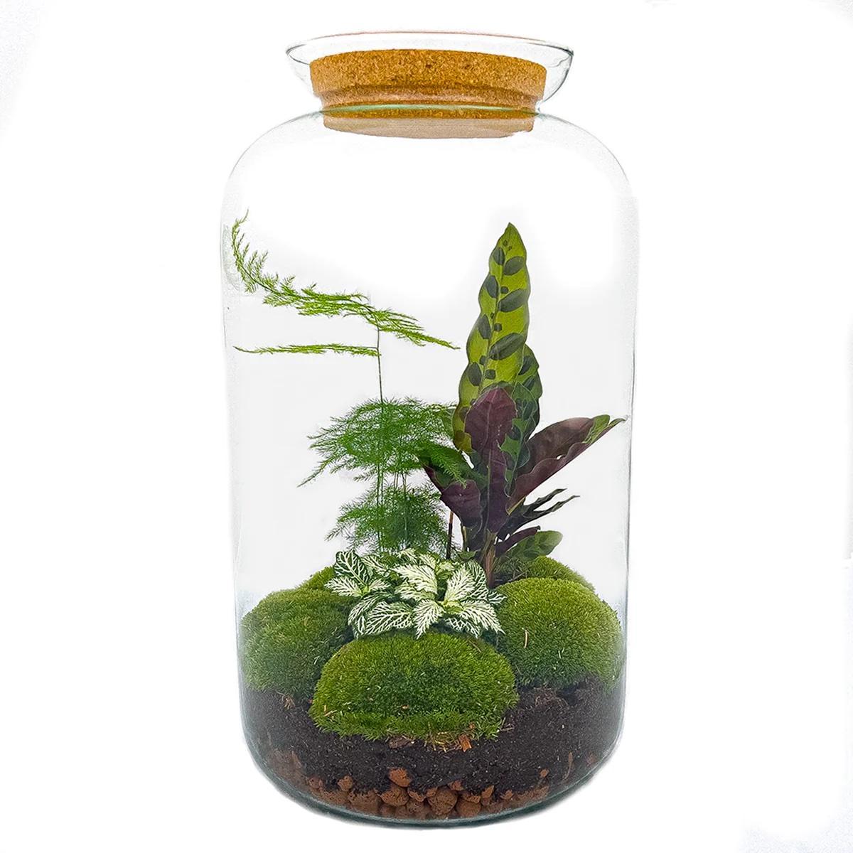 DIY terrarium - Botanical Sven XL - ↑ 43 cm  + Rake + Shovel + Tweezer