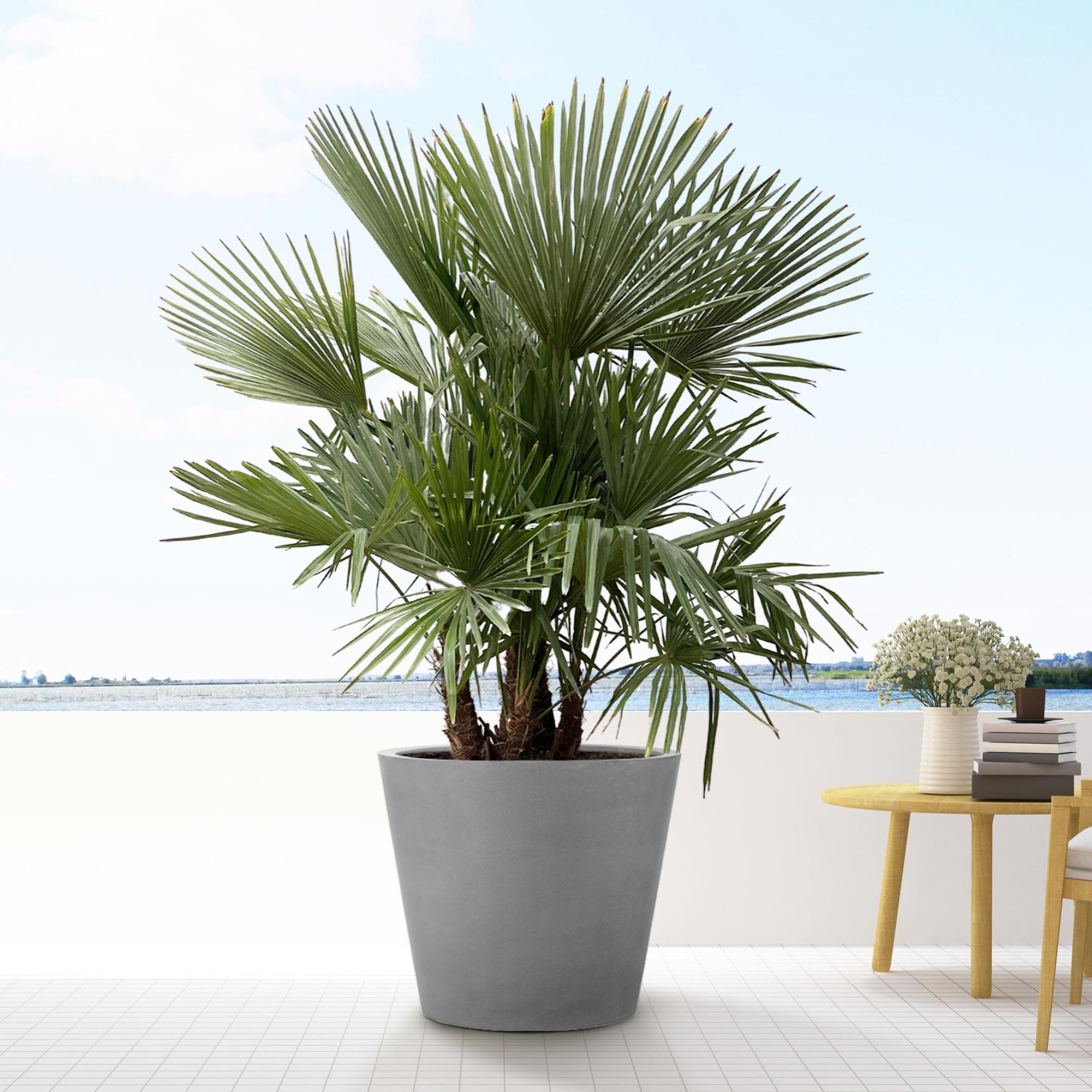 Trachycarpus multi stam - 200cm- Ø45