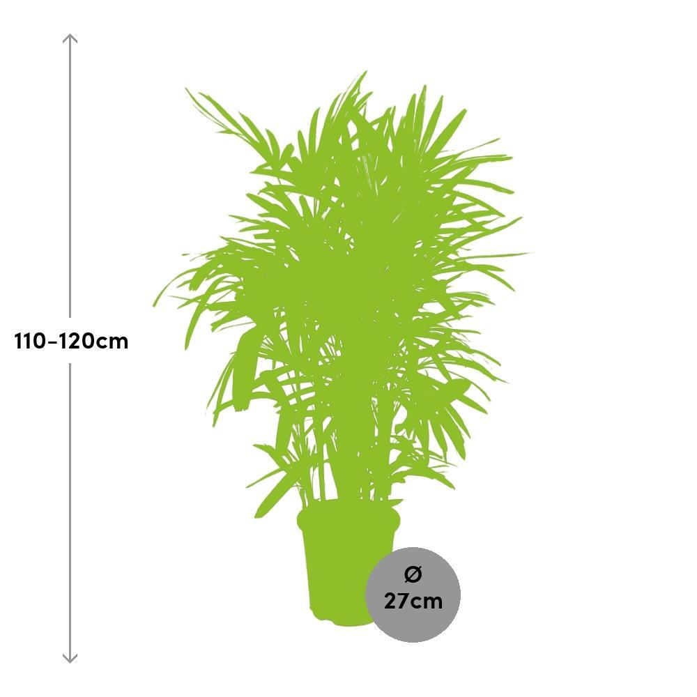 Ø27cm - ↕120cm