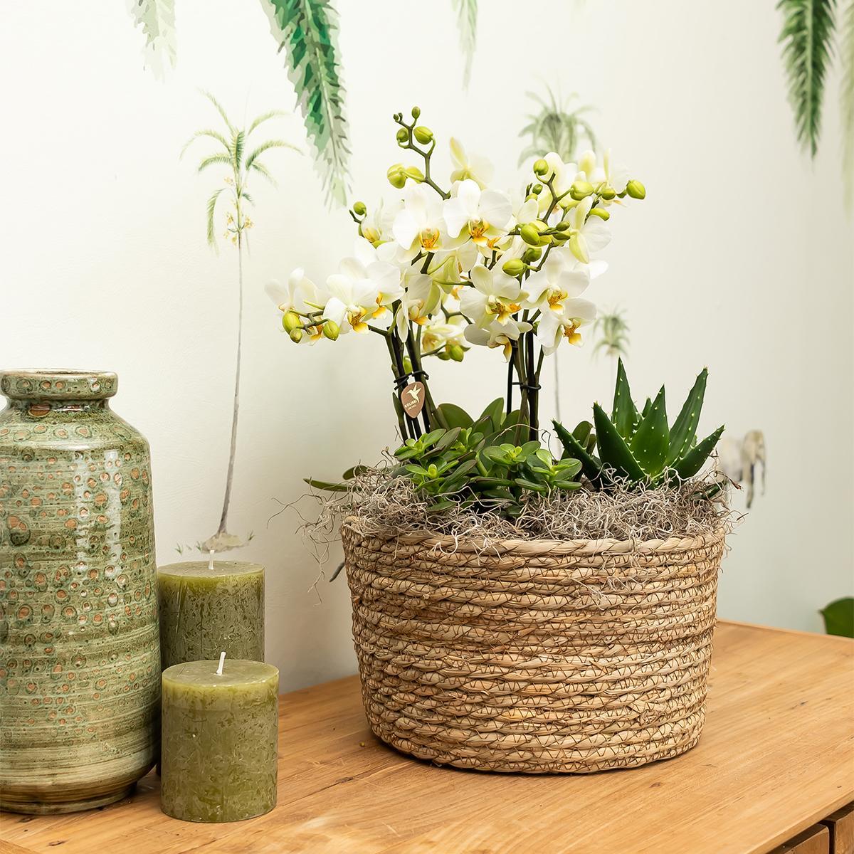 Kolibri Orchids | witte plantenset in Reed Basket incl. waterreservoir | drie witte orchideeën Amabilis 9cm en drie groene planten Rhipsalis | Jungle Bouquet wit met zelfvoorzienend waterreservoir