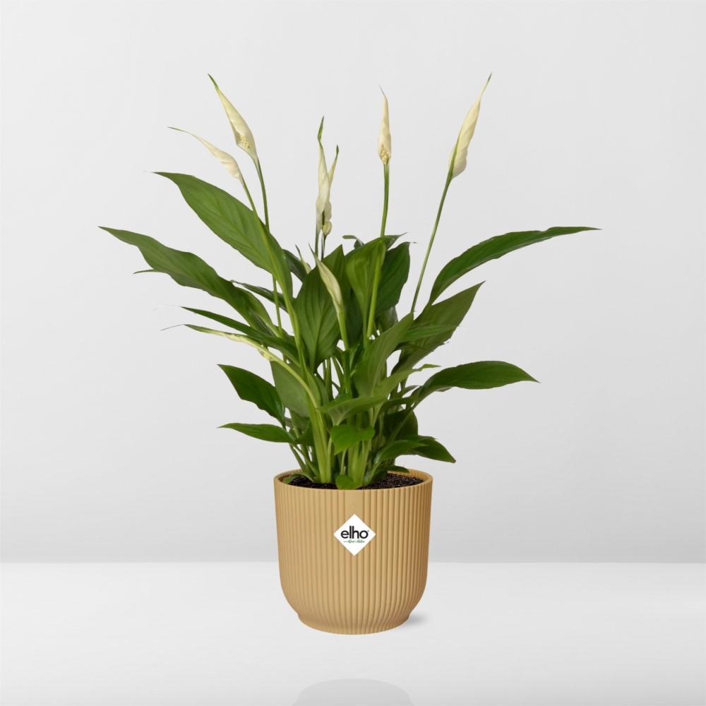 Spathiphyllum 12 Cm Torelli  in ELHO Vibes Fold 14cm geel