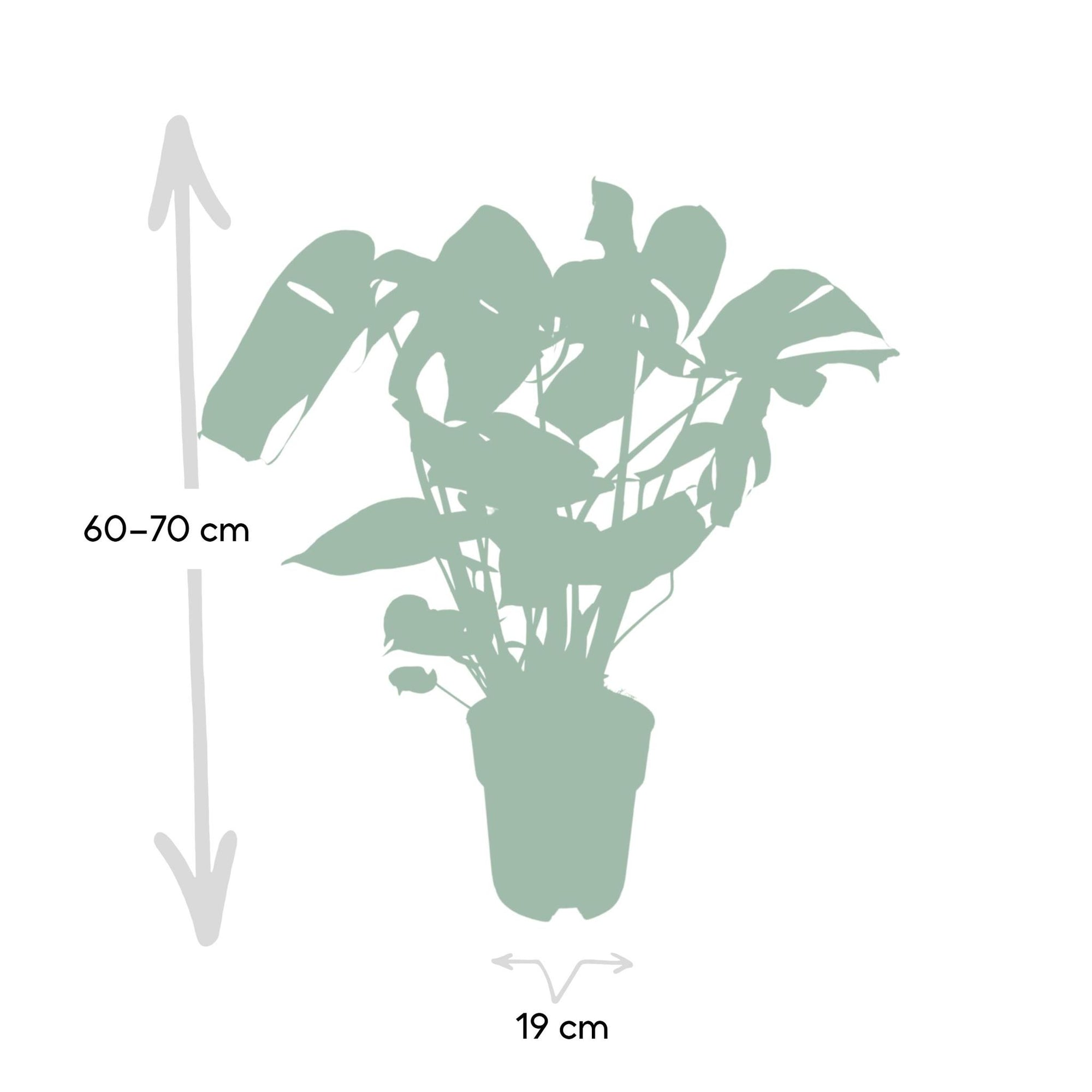 Ø19cm - ↕60cm