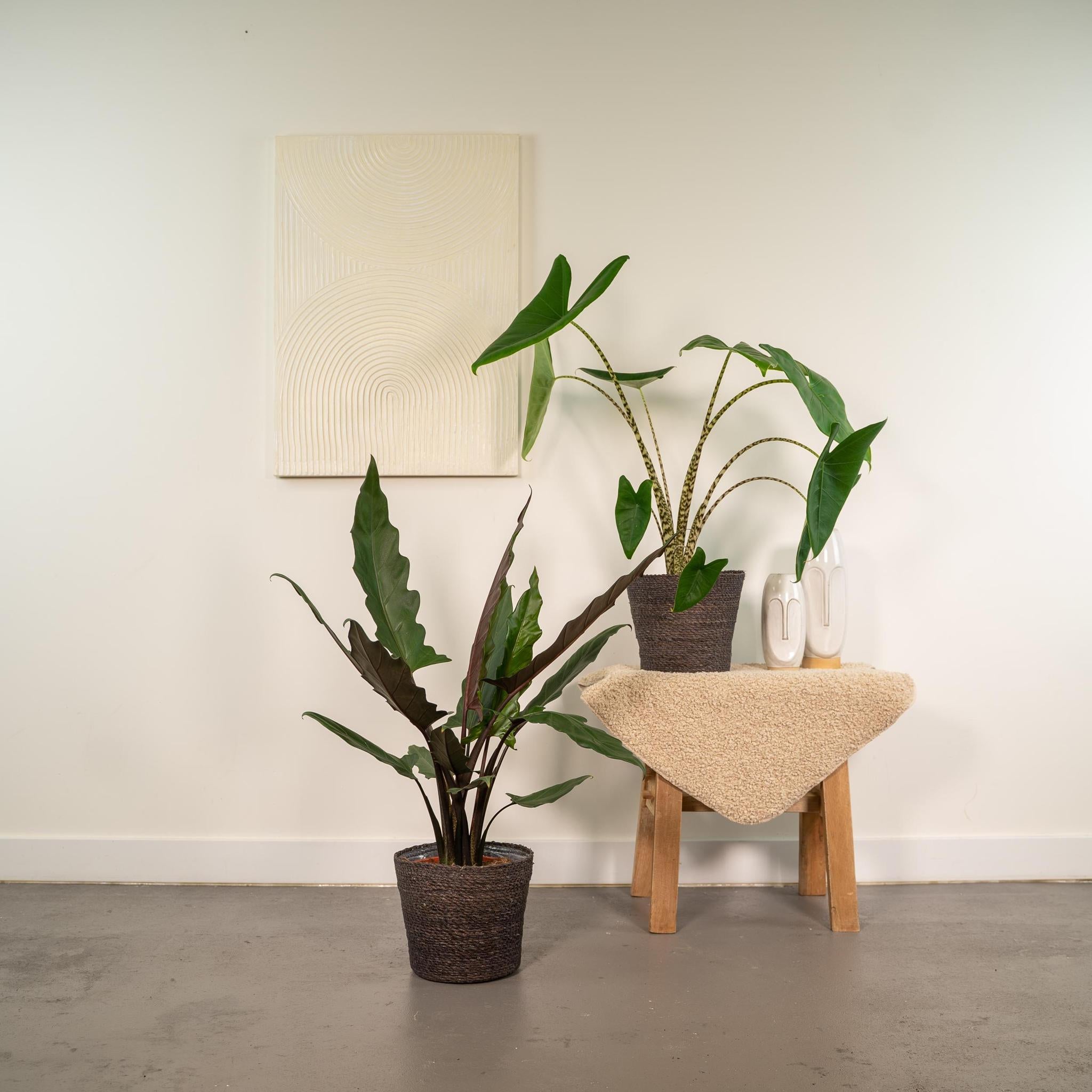 Alocasia Zebrina - ↨75cm - Ø19cm + Alocasia Lauterbachiana - ↨75cm - Ø19cm