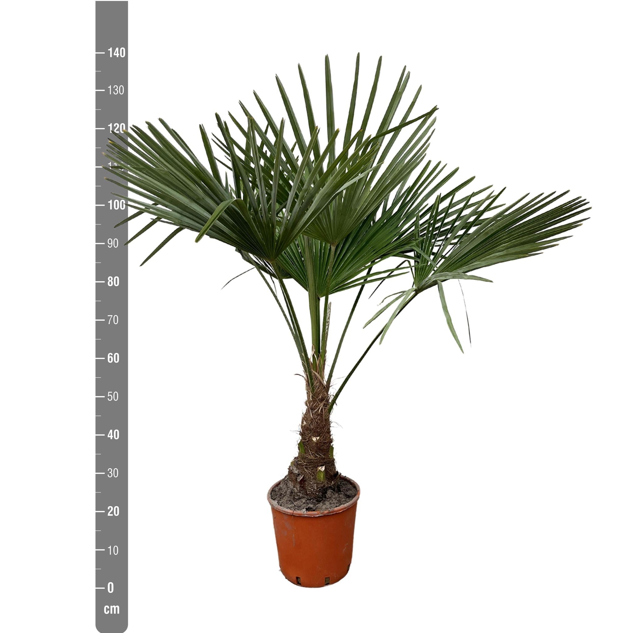 Trachycarpus - 130cm- Ø27