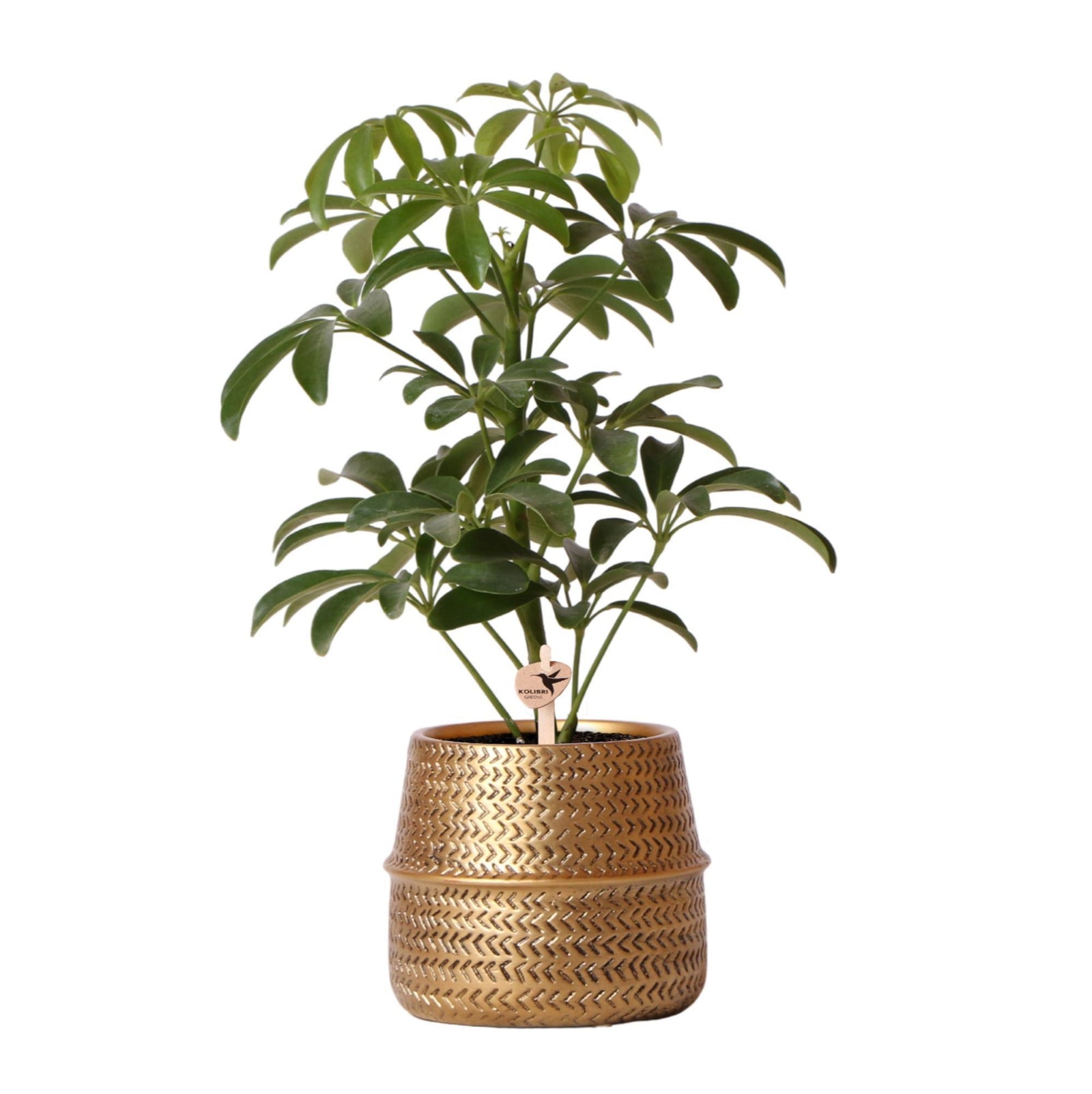 Kolibri Greens | Groene plant - Schefflera Bush in Groove pot goud - potmaat Ø9cm - groene kamerplant - vers van de kweker