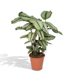 Calathea Whitestar - Pauwenplant - 50cm - Ø19