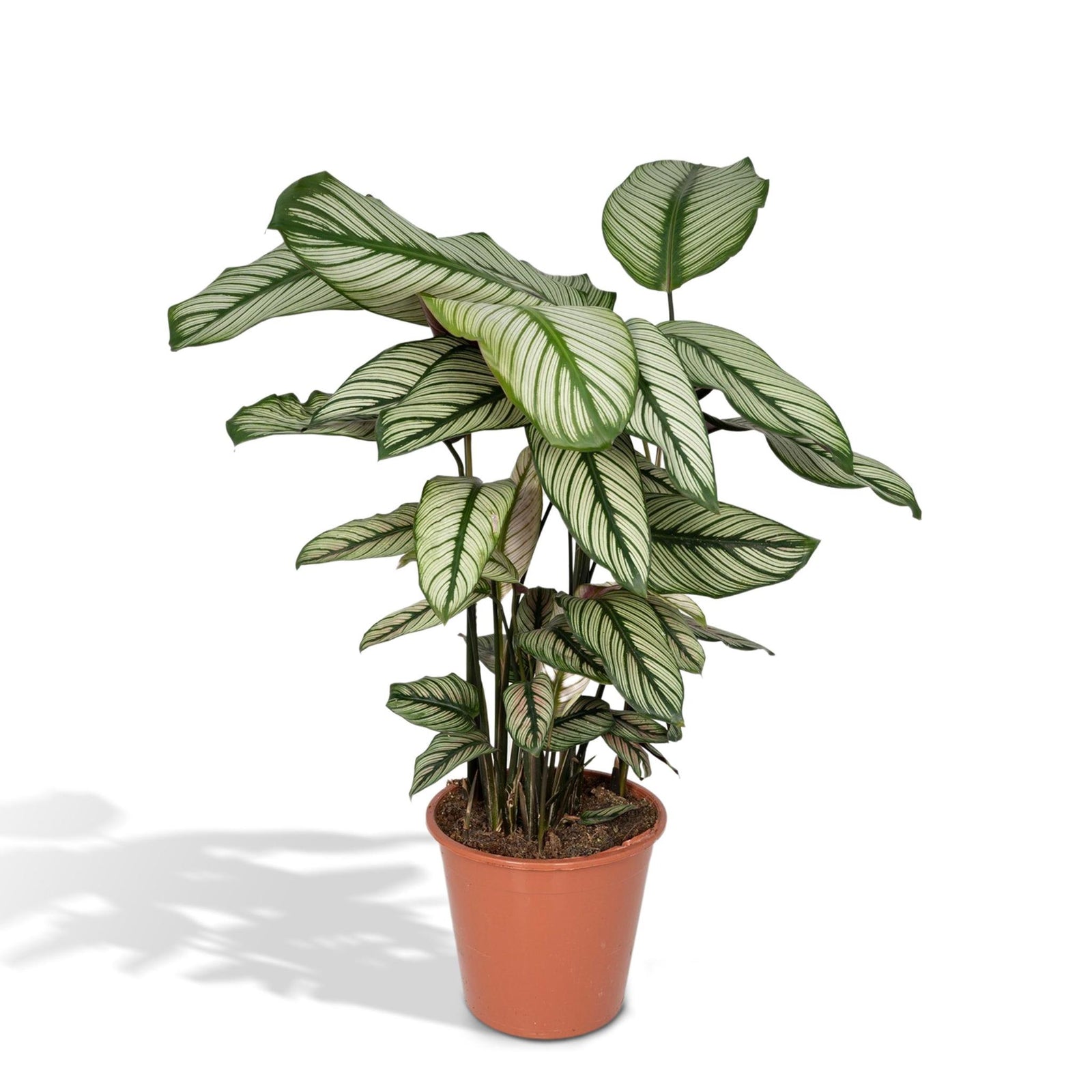 Calathea Whitestar - Pauwenplant - 50cm - Ø19