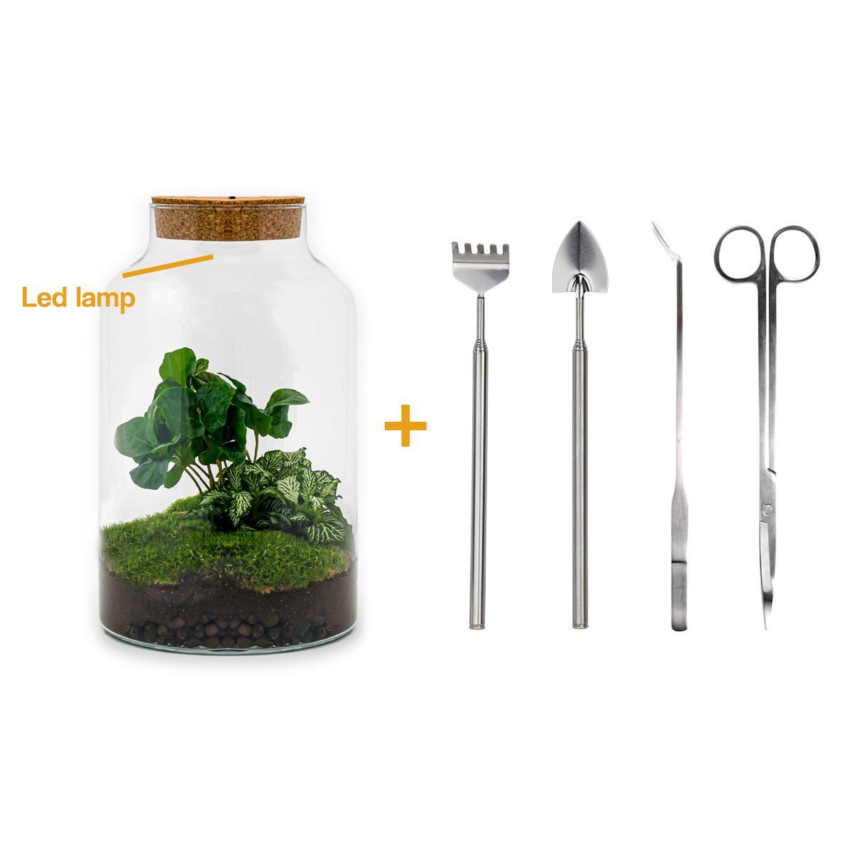 DIY terrarium - Milky Coffea met lamp - ↑ 31 cm