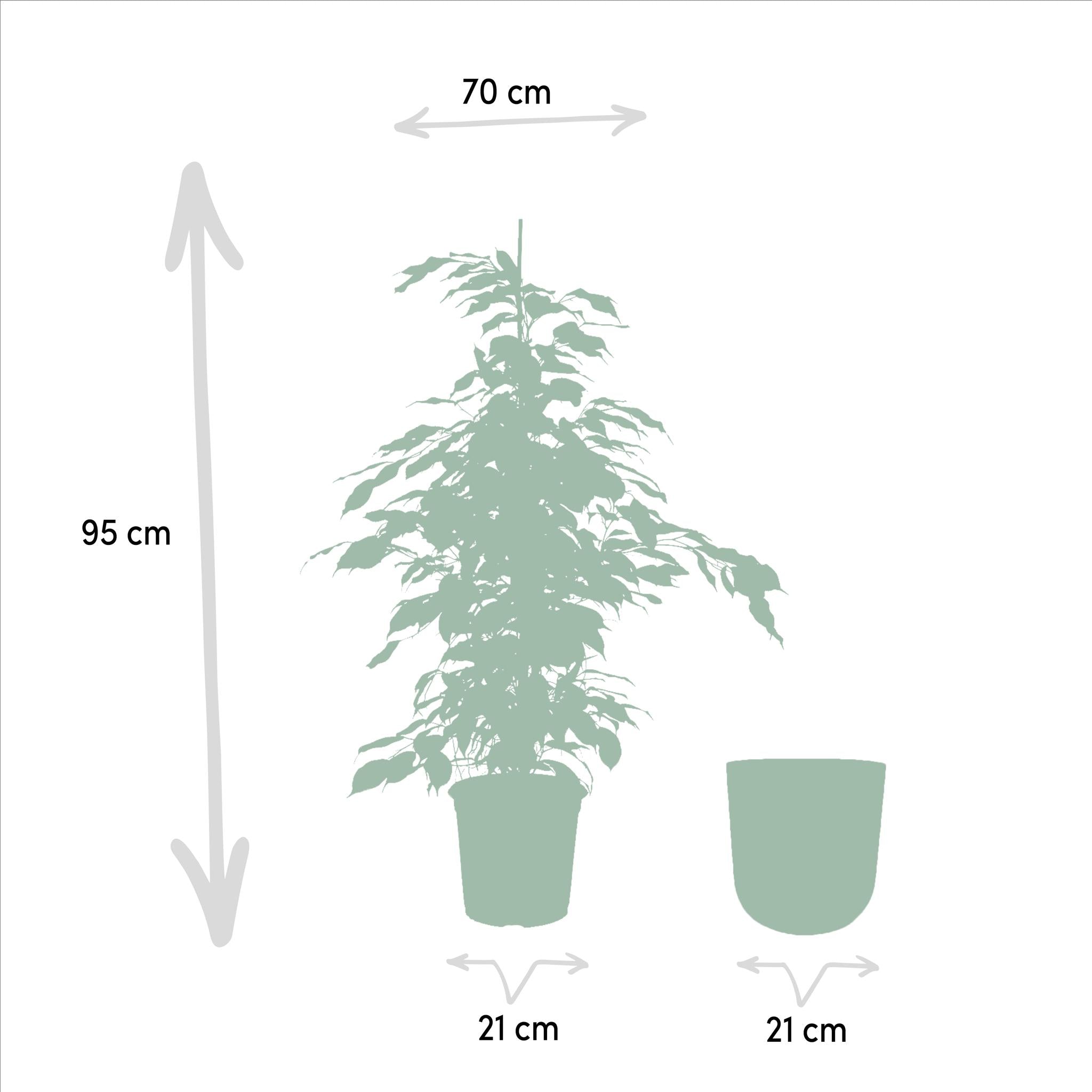 Ficus benjamina Danielle - ↨95cm - Ø21cm + Pot Mayk Lead