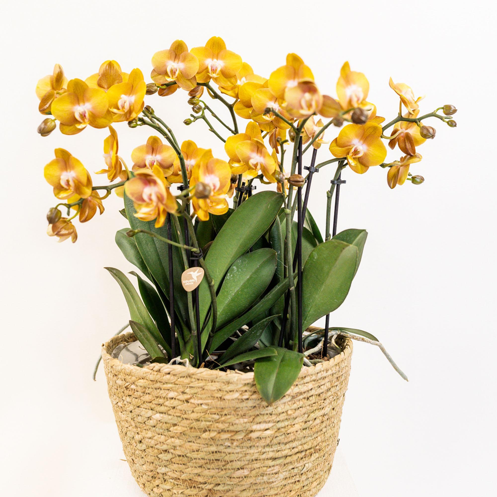 Kolibri Orchids | oranje orchideeënset in Cotton Basket incl. waterreservoir | drie oranje orchideeën Las Vegas 12cm | Mono Bouquet oranje met zelfvoorzienend waterreservoir.