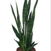 Sansevieria Zeylanica Ø17 ↕55
