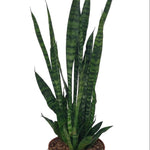Sansevieria Zeylanica Ø17 ↕55
