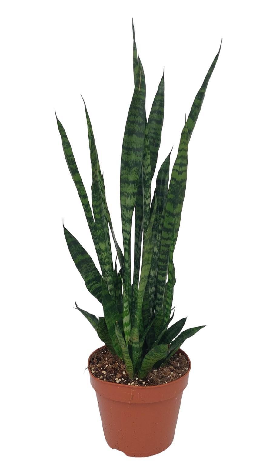 Sansevieria Zeylanica Ø17 ↕55