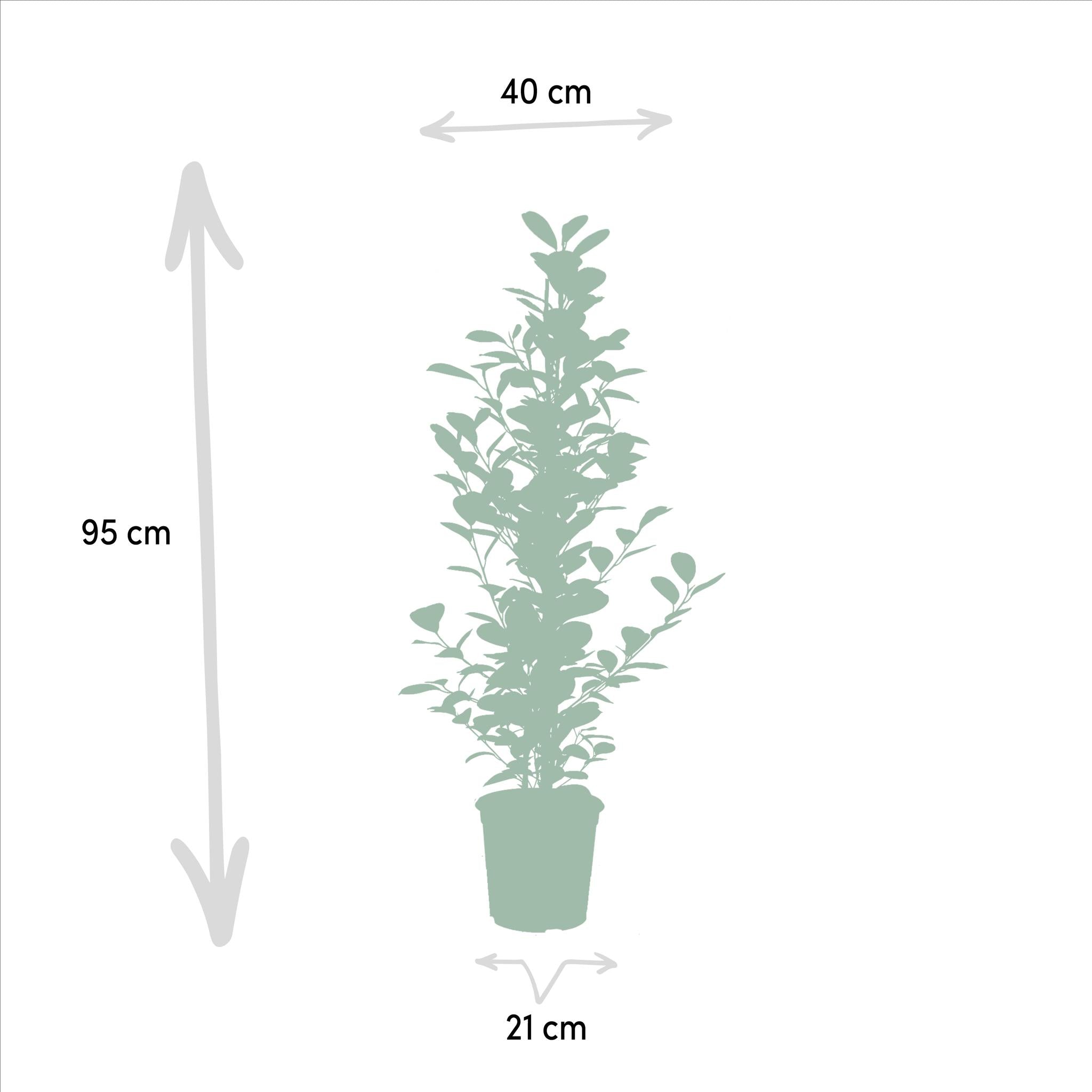 Ø21cm - ↕95cm