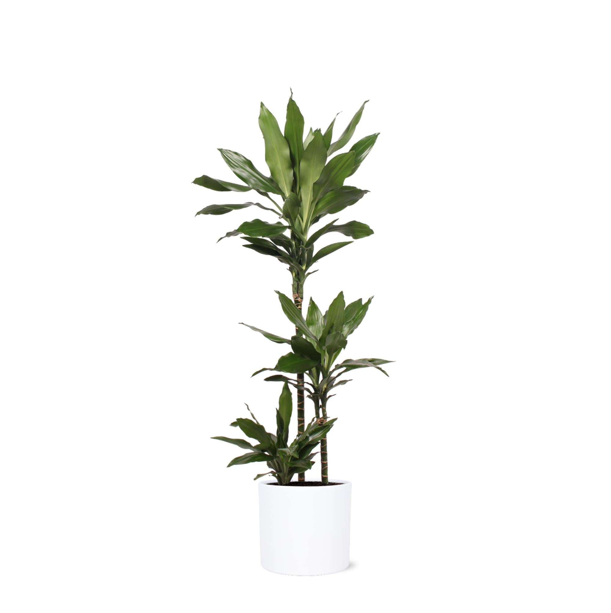 Dracaena Janet Lind Ø24cm ↕120cm in Era WIT pot