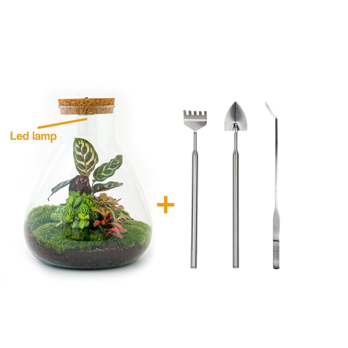 DIY terrarium - Sam Calathea with Light - ↑ 30 cm + Rake + Shovel + Tweezer