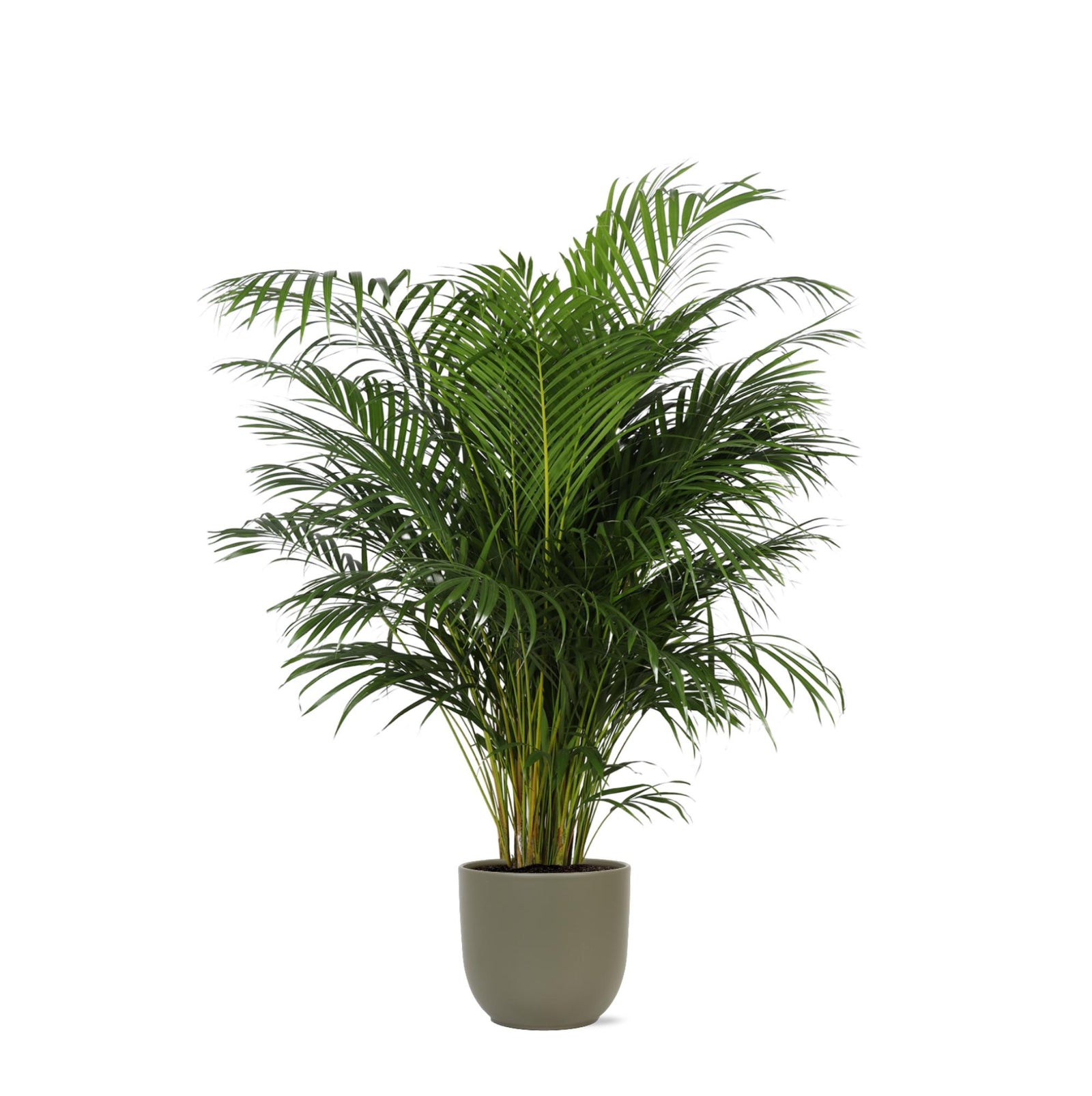 Dypsis Lutescens (Areca Palm) Ø27cm ↕160cm in Boule OLIJF pot